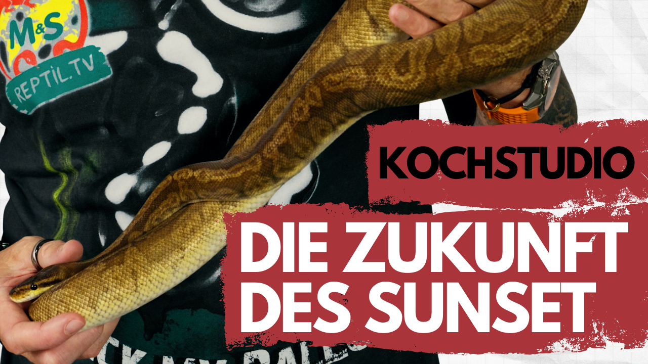 Kochstudio | Sunset Ball Python – Die spannendsten Morph-Kombinationen! 🔥