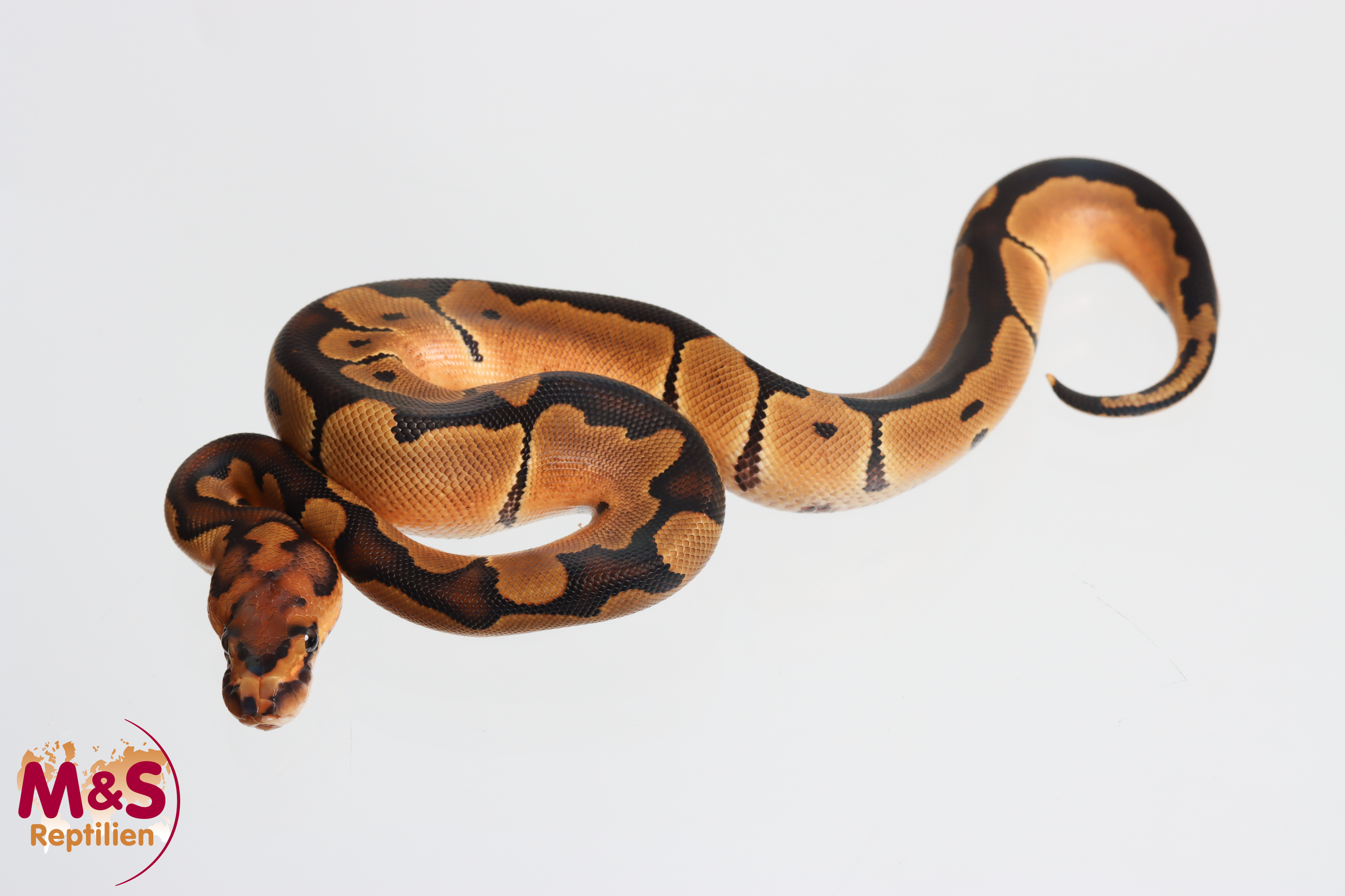 0.1 (Female) Clown Königspython NZ' M&S 26 Python regius