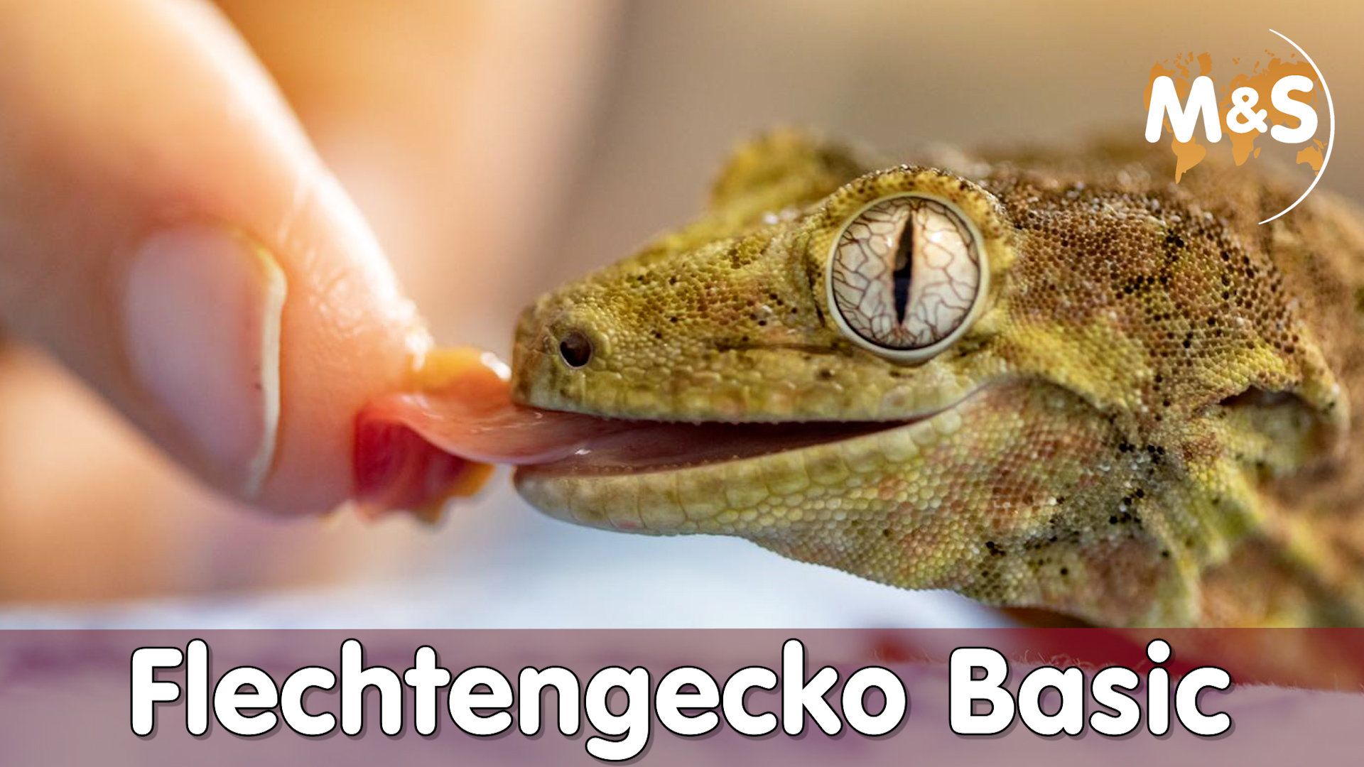 Flechtengecko Basic | Mniarogekko chahoua / jalu | Reptil TV