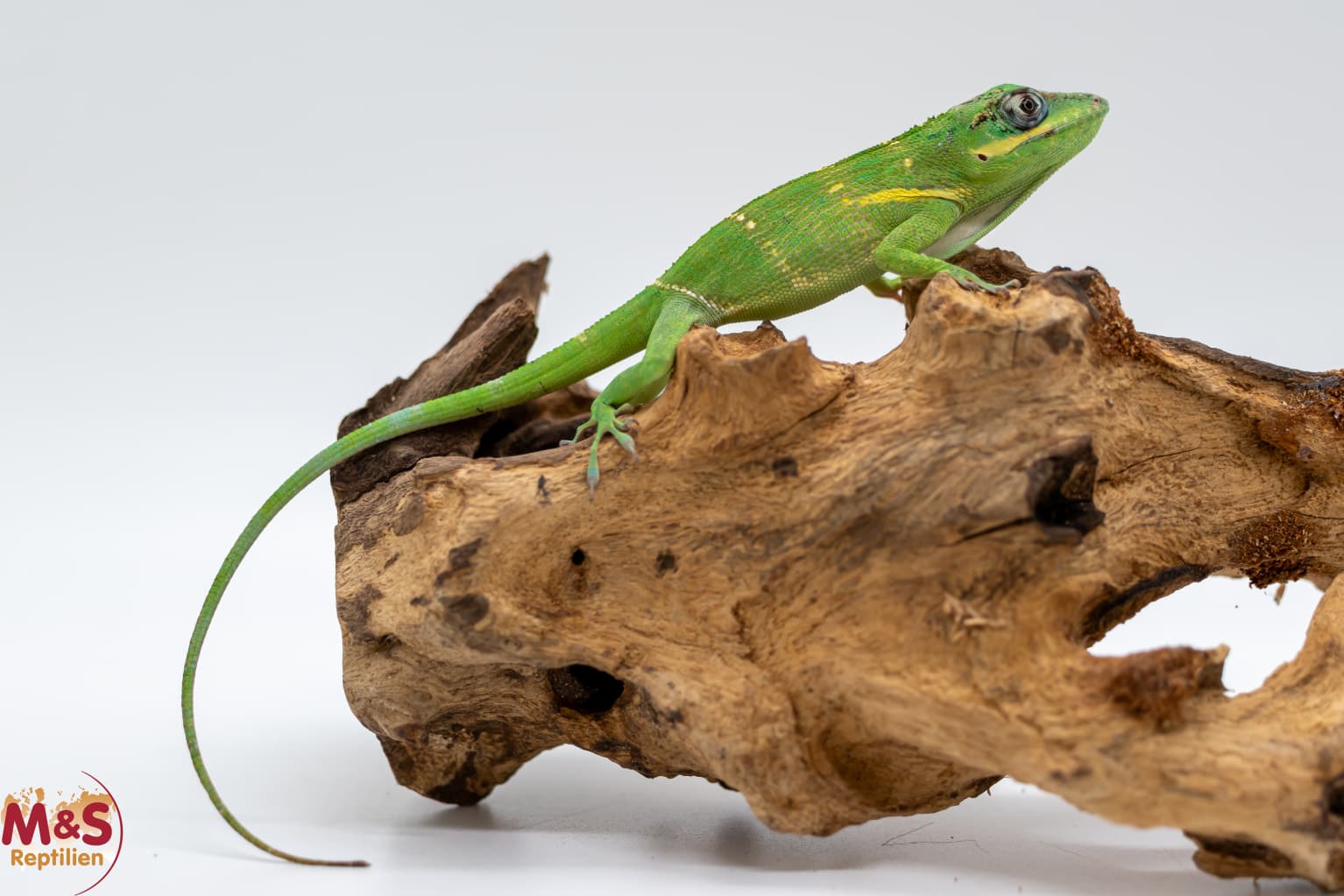 Ritter Anolis NZ´25 (small-medium)  Anolis equestris (Originalbild der Jungtiere)