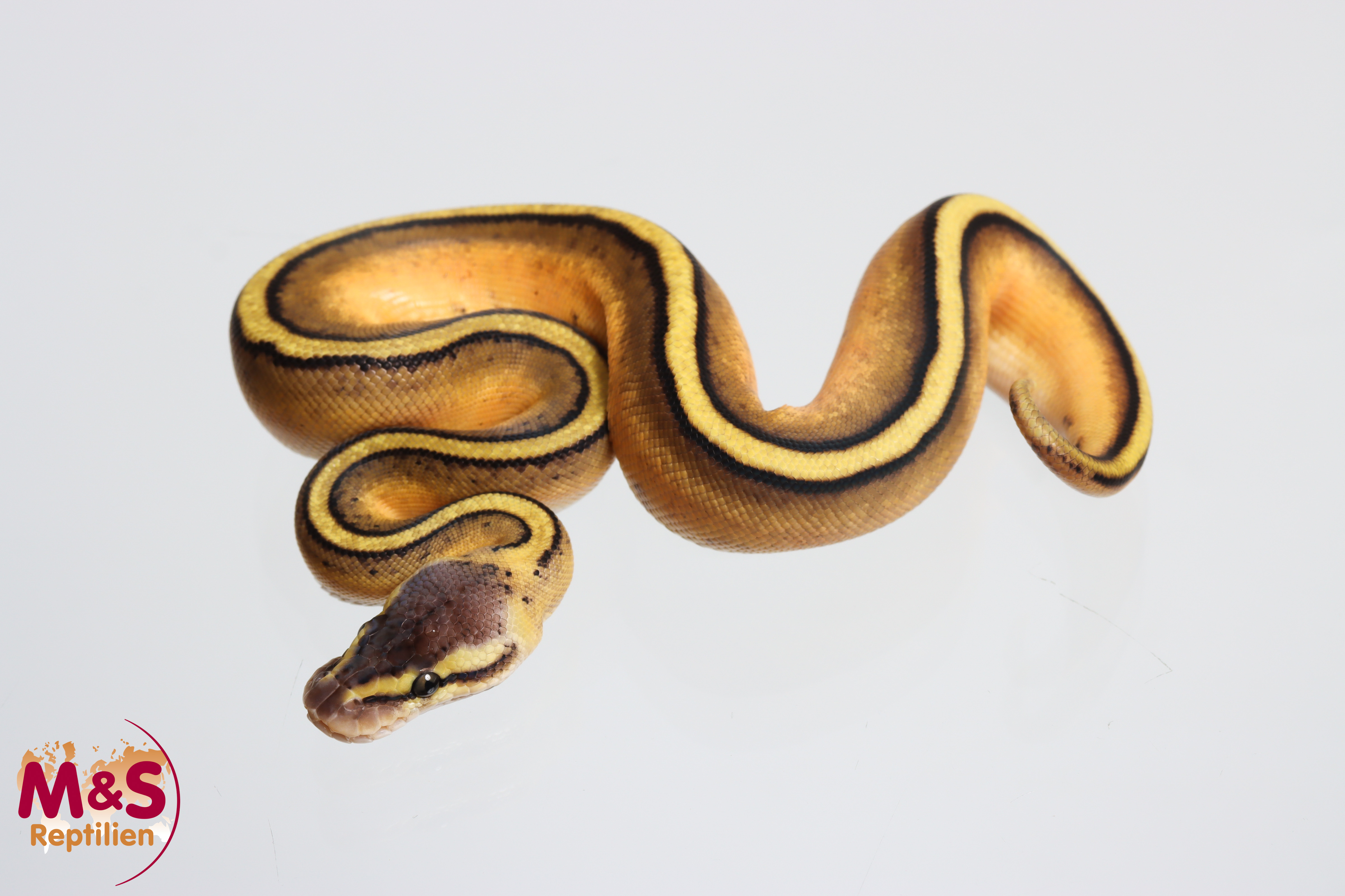 0.1 (Female) Genetic Stripe-Pastel Königspython NZ' M&S 26 Python regius