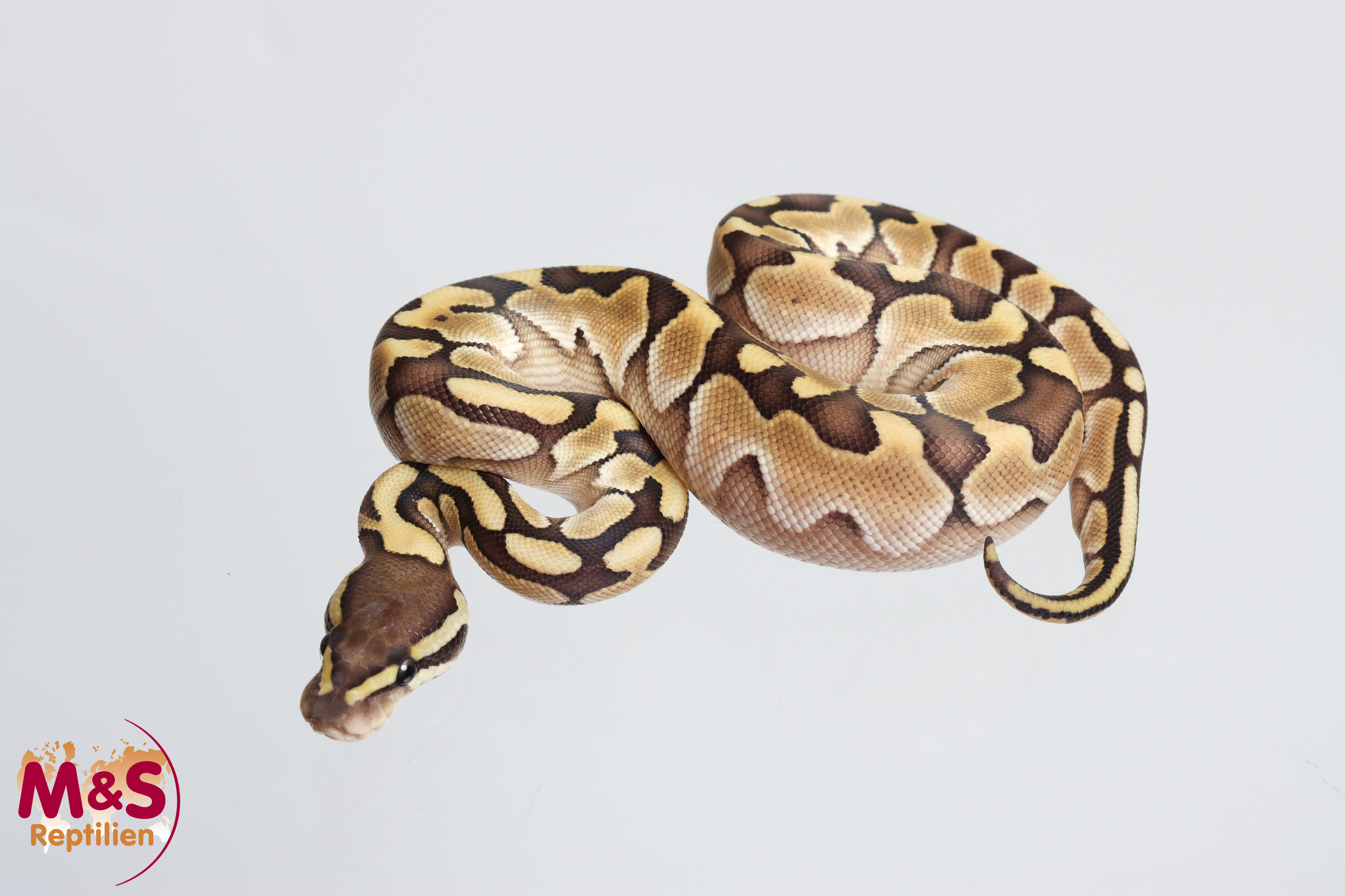 0.1 (Female) Lesser Königspython NZ' M&S 26 Python regius