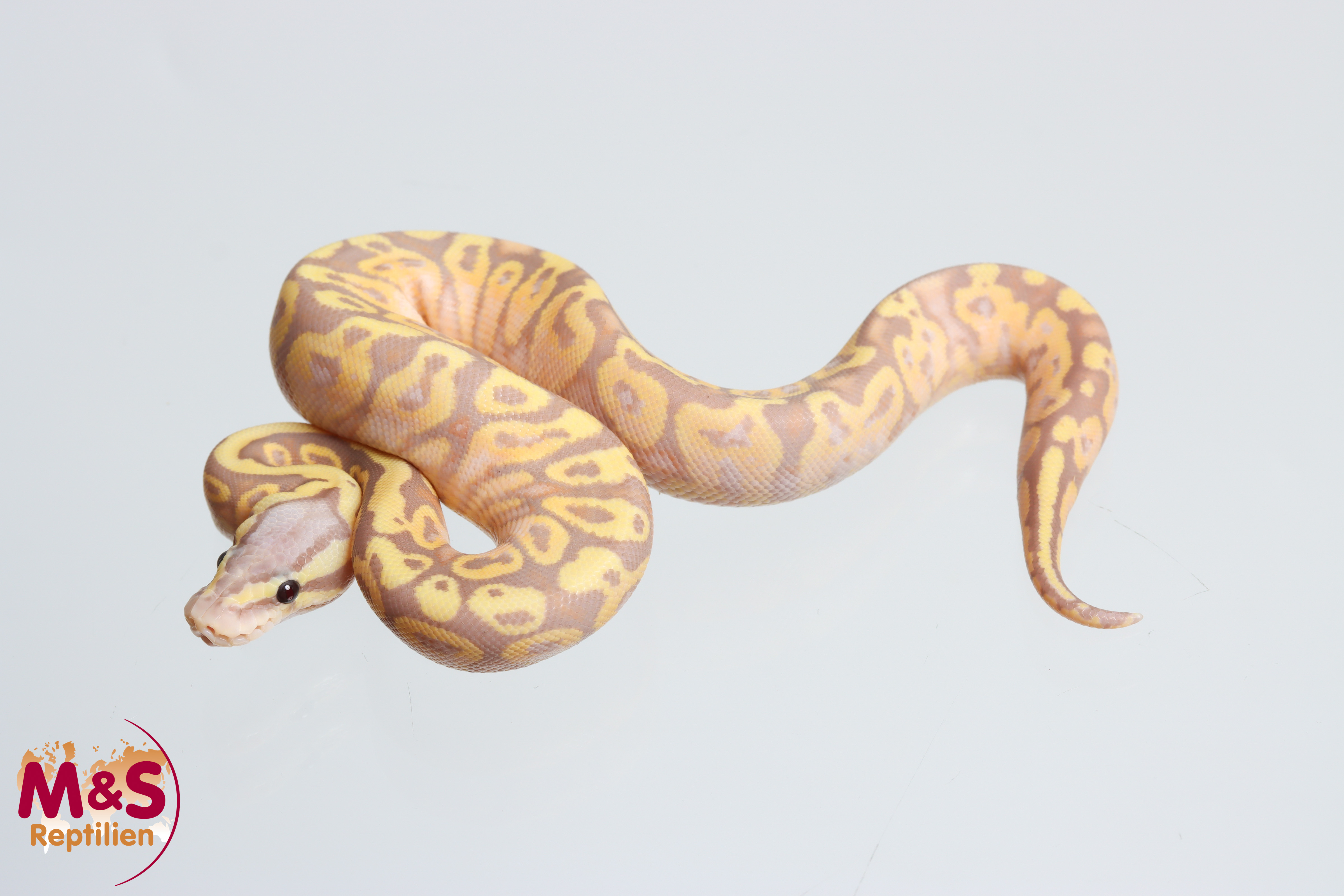 0.1 (Female) Coral Glow - Pastel poss. Gravel NZ'M&S'26 Python regius