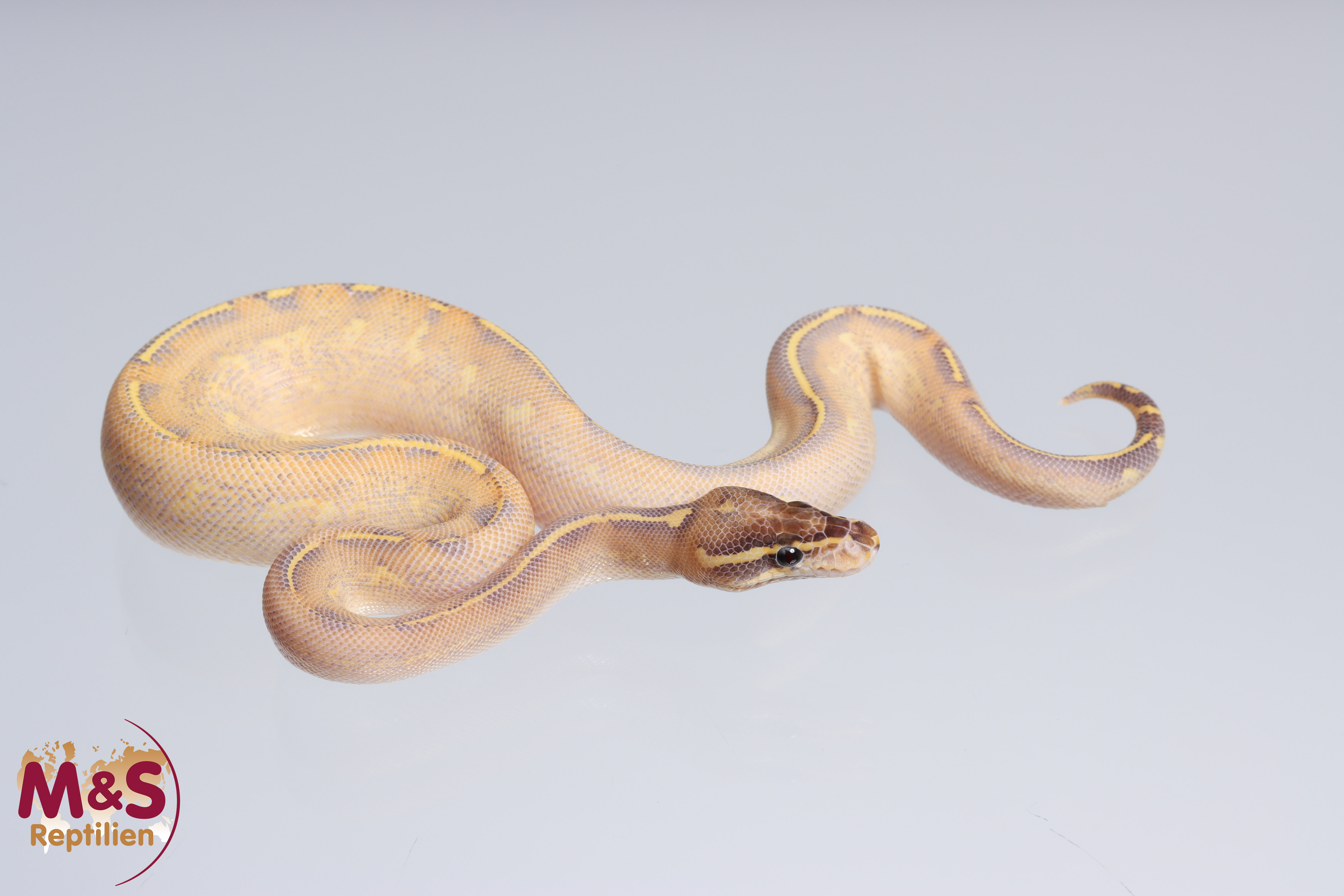 1.0 (Male) Highway (Gravel - Yellowbelly) Königspython NZ´M&S´22 Python regius