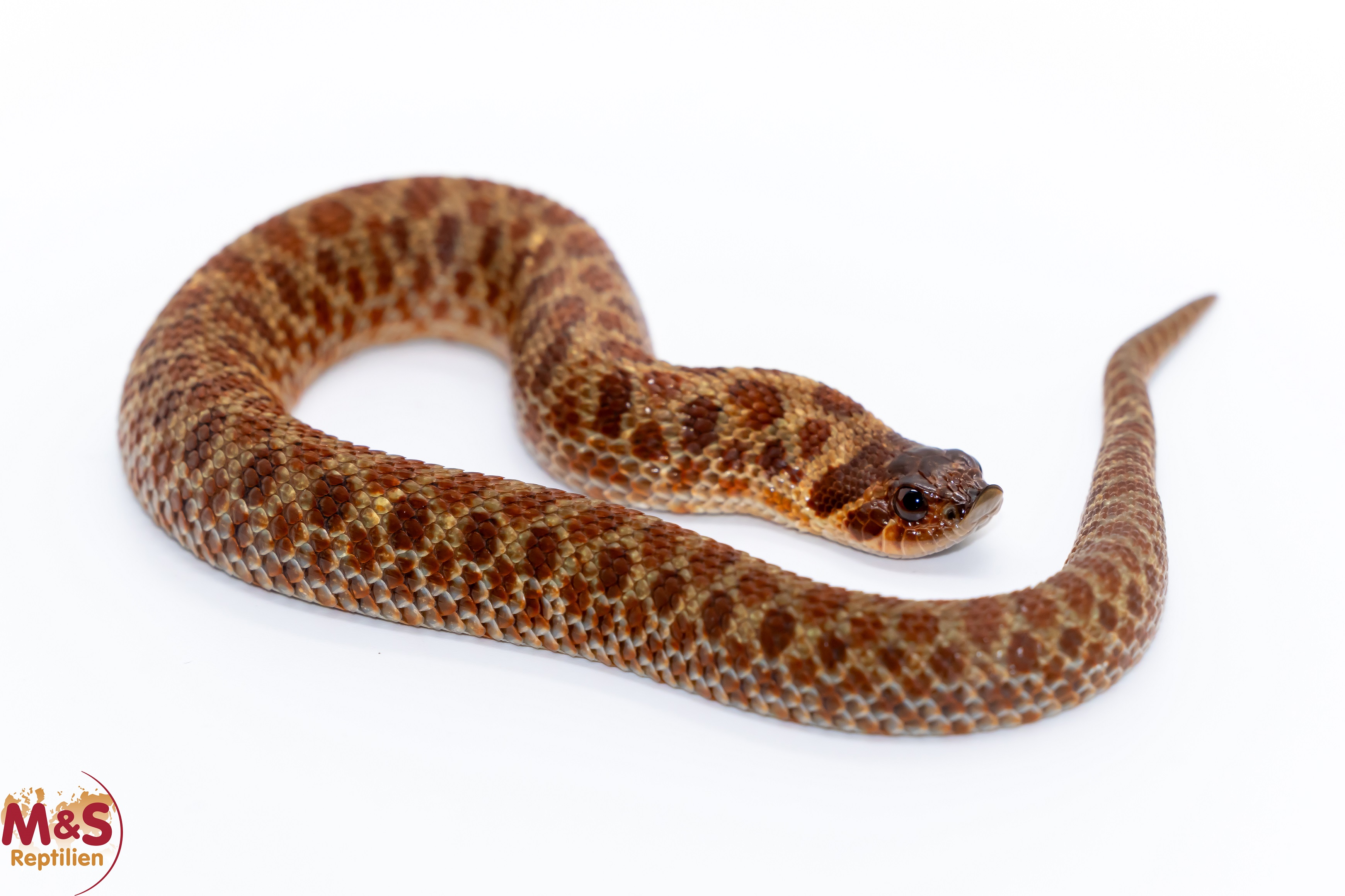 1.0 (Male) Hakennasennatter "Swiss Chocolate" NZ´25 (ca. 25 cm) Heterodon nasicus (Originalbild)