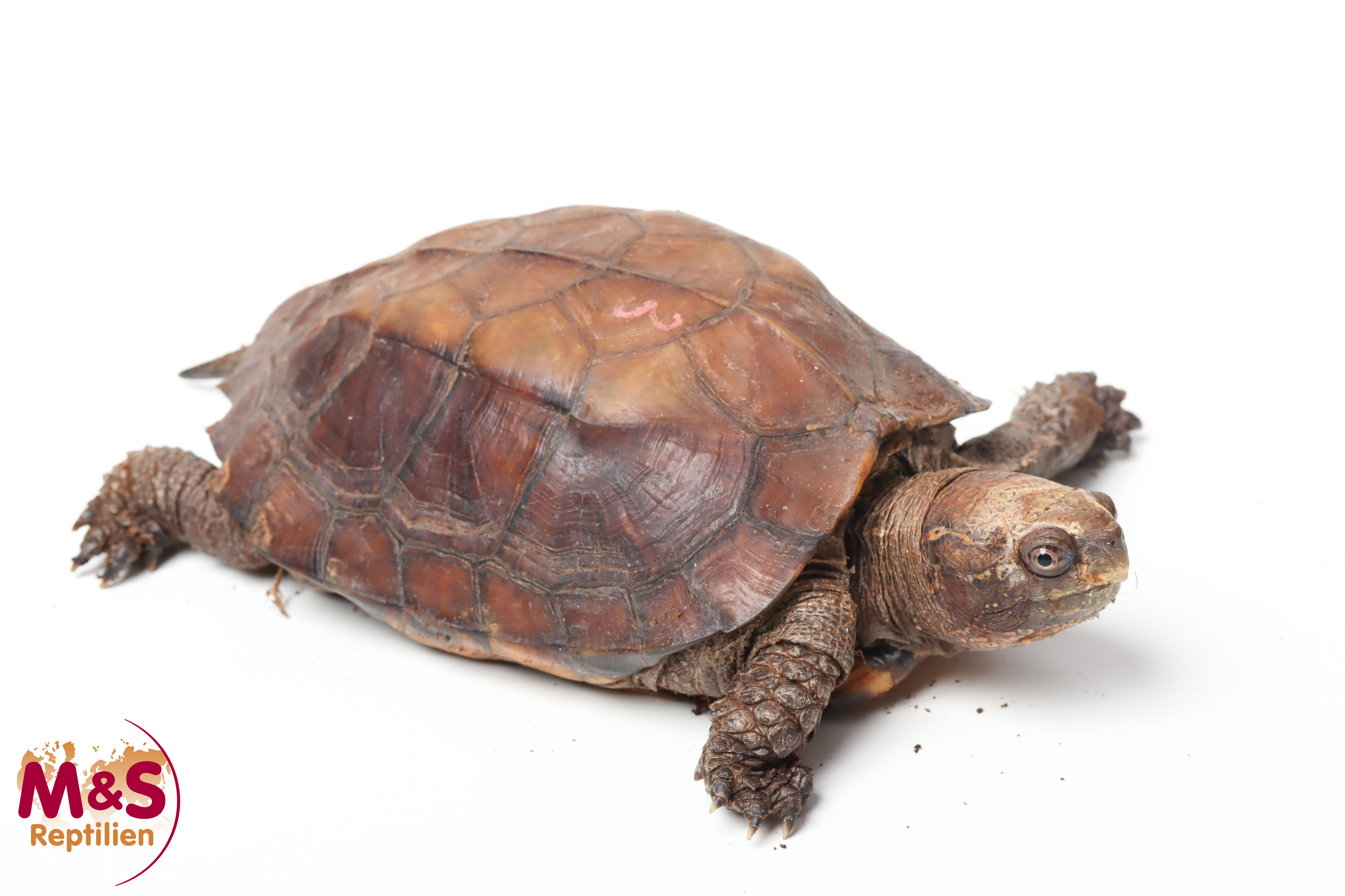 Indische Dornschildkröte NZ'09 (ca. 15-20cm) Cuora mouhotii (Originalbild)