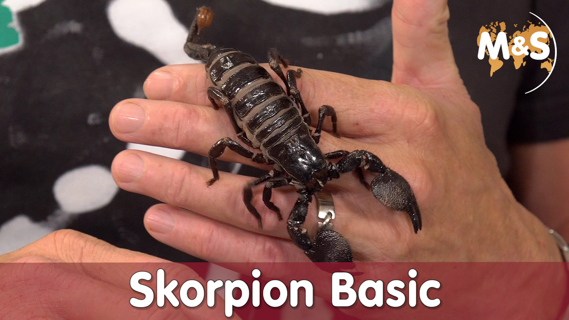 Skorpion Basic | Pandinus imperator | Kaiserskorpion | Reptil TV