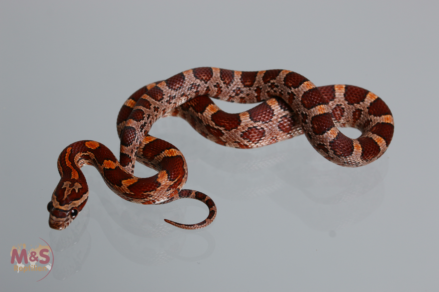 "Classic" Kornnatter (ca. 30 cm) NZ´25 Pantherophis guttatus (Symbolbild)