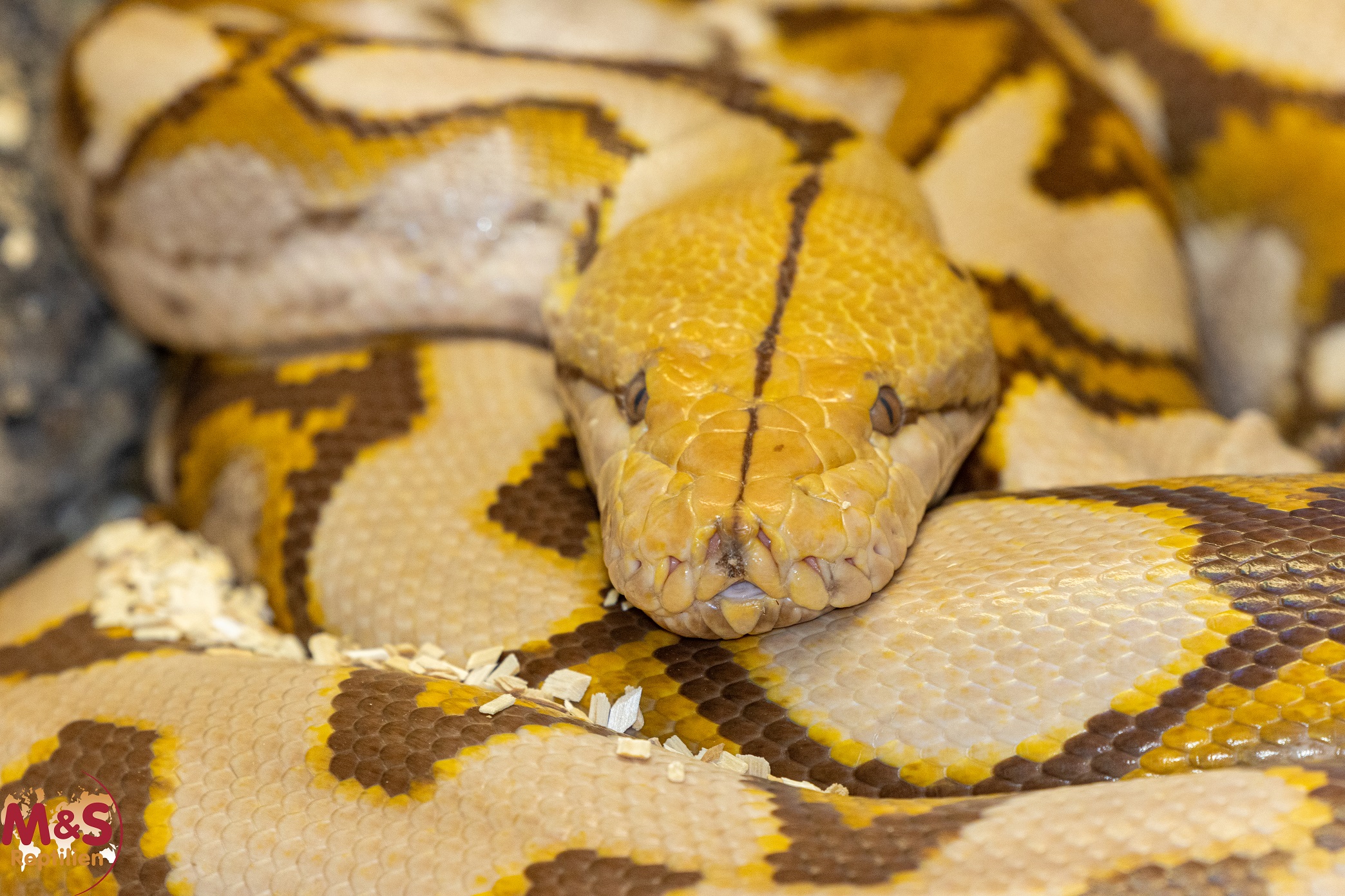 1.0 (Male) Mochino Netzpython NZ' 20 (ca.350 cm) Broghammerus reticulatus (Originalbild)