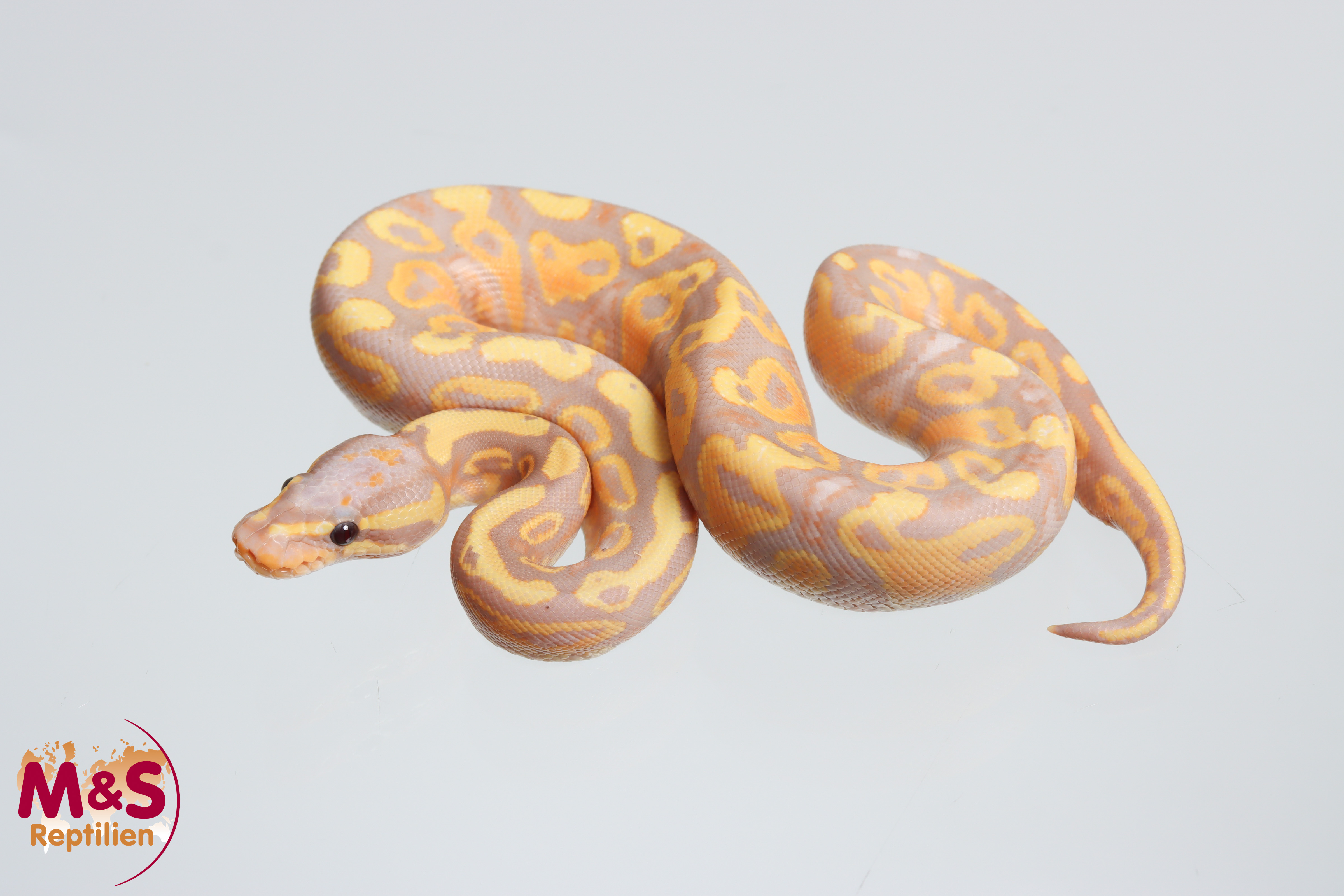 0.1 (Female) Coral Glow Gravel Königspython NZ´M&S´26 Python regius
