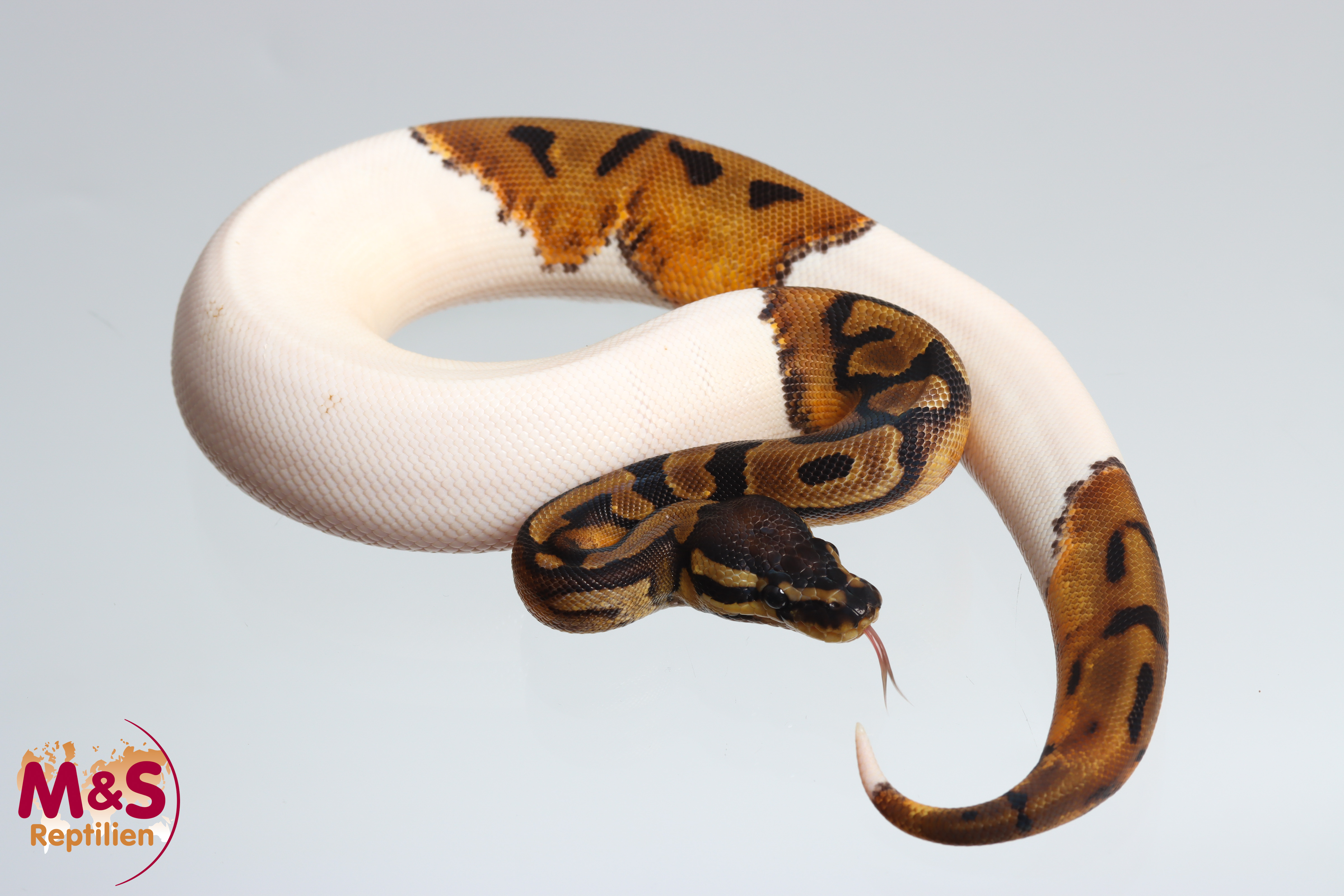 0.1 (Female) Piebald (Double Smiley) Königspython DNZ´25 Python regius