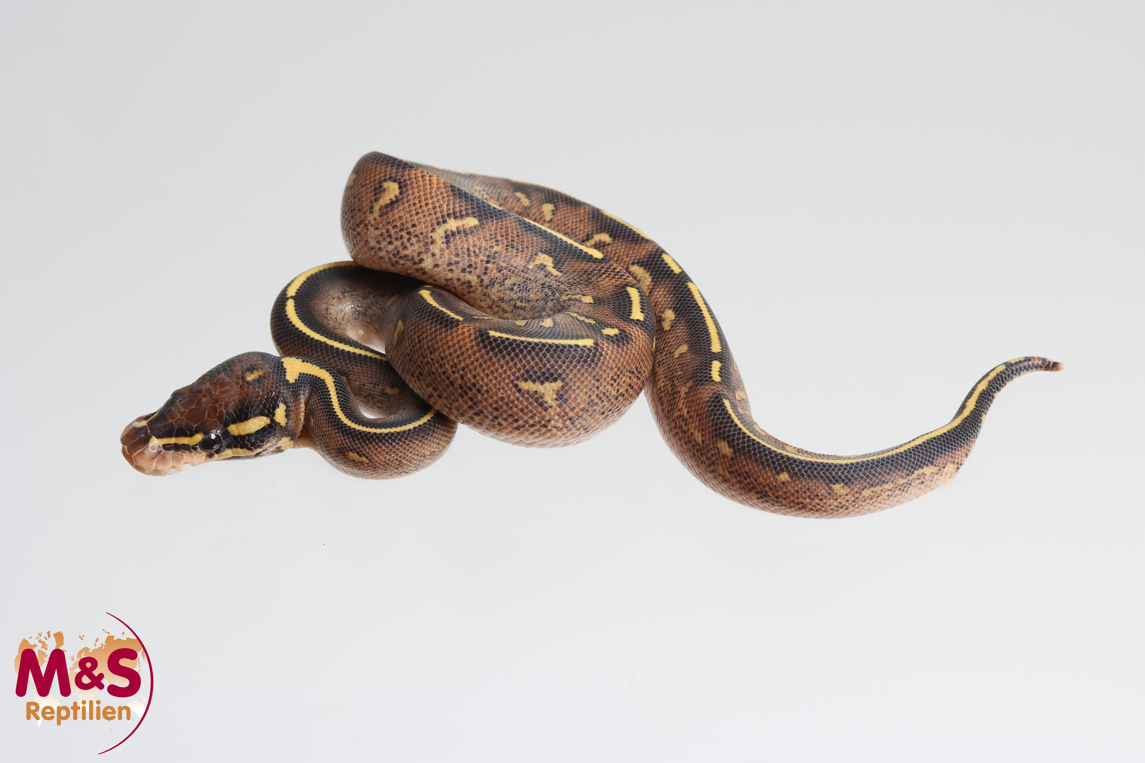 0.1 (Female) Super Gravel Königspython NZ´M&S´25 Python regius