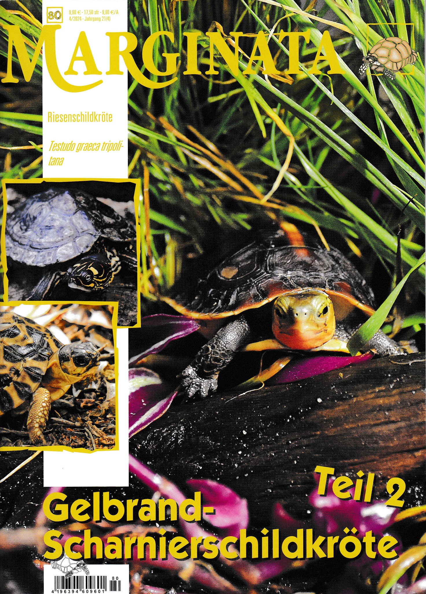 Marginata Fachzeitschrift 04/24- Gelbrand Scharnierschildkröte