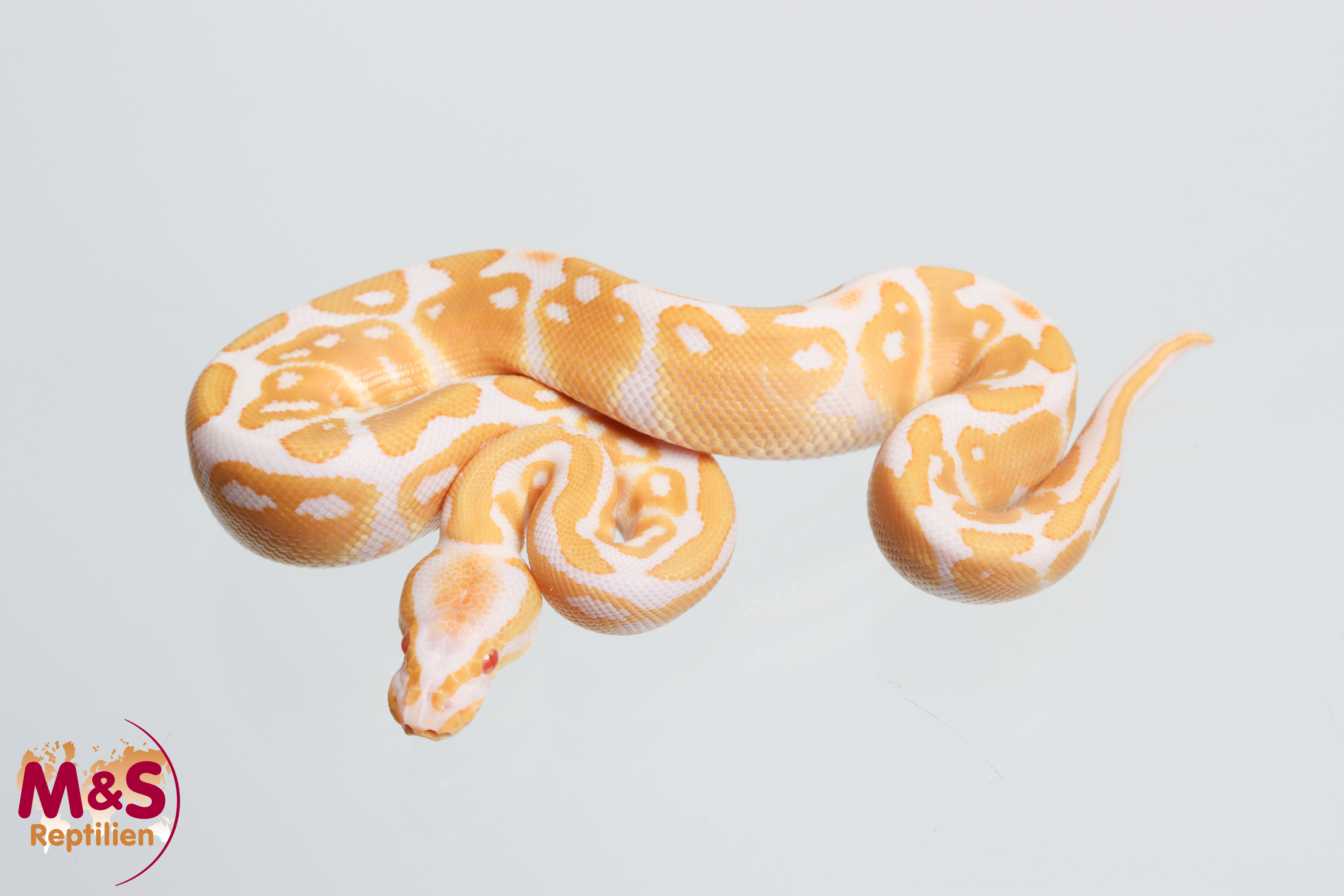1.0 (Male) Albino-Enchi Königspython NZ' M&S 26 Python regius