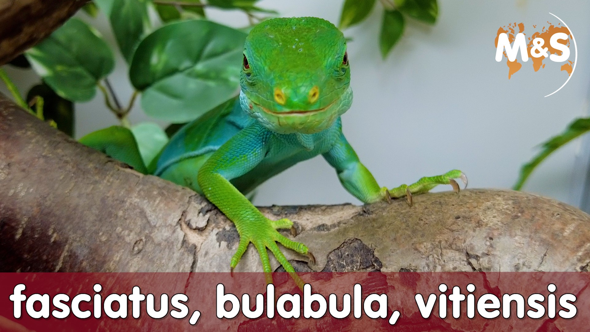 Brachylophus Arten | fasciatus, bulabula, vitiensis
