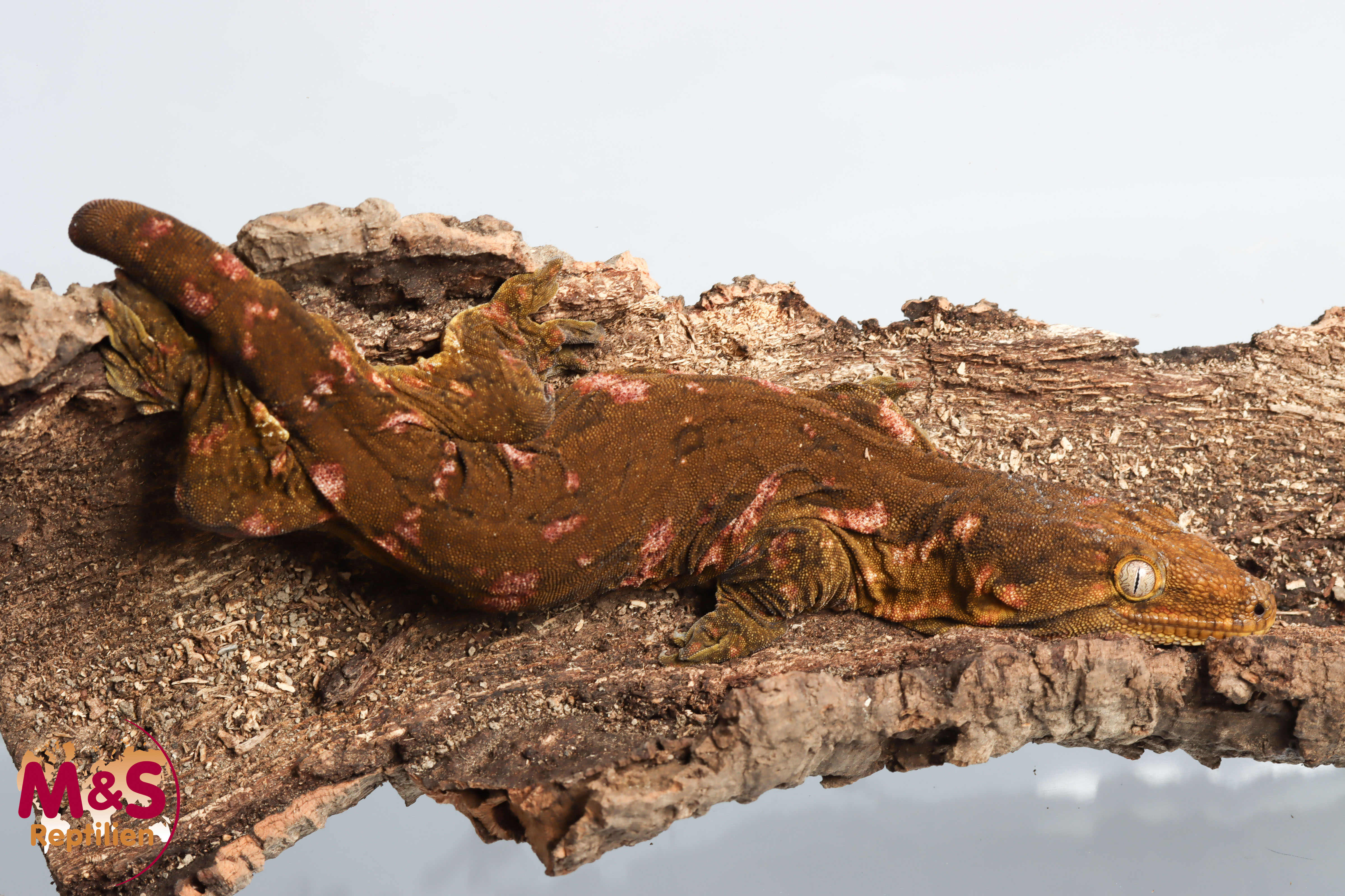 1.0 (Male) Sybling Hypo Riesengecko NZ´22 (adult) Rhacodactylus leachianus