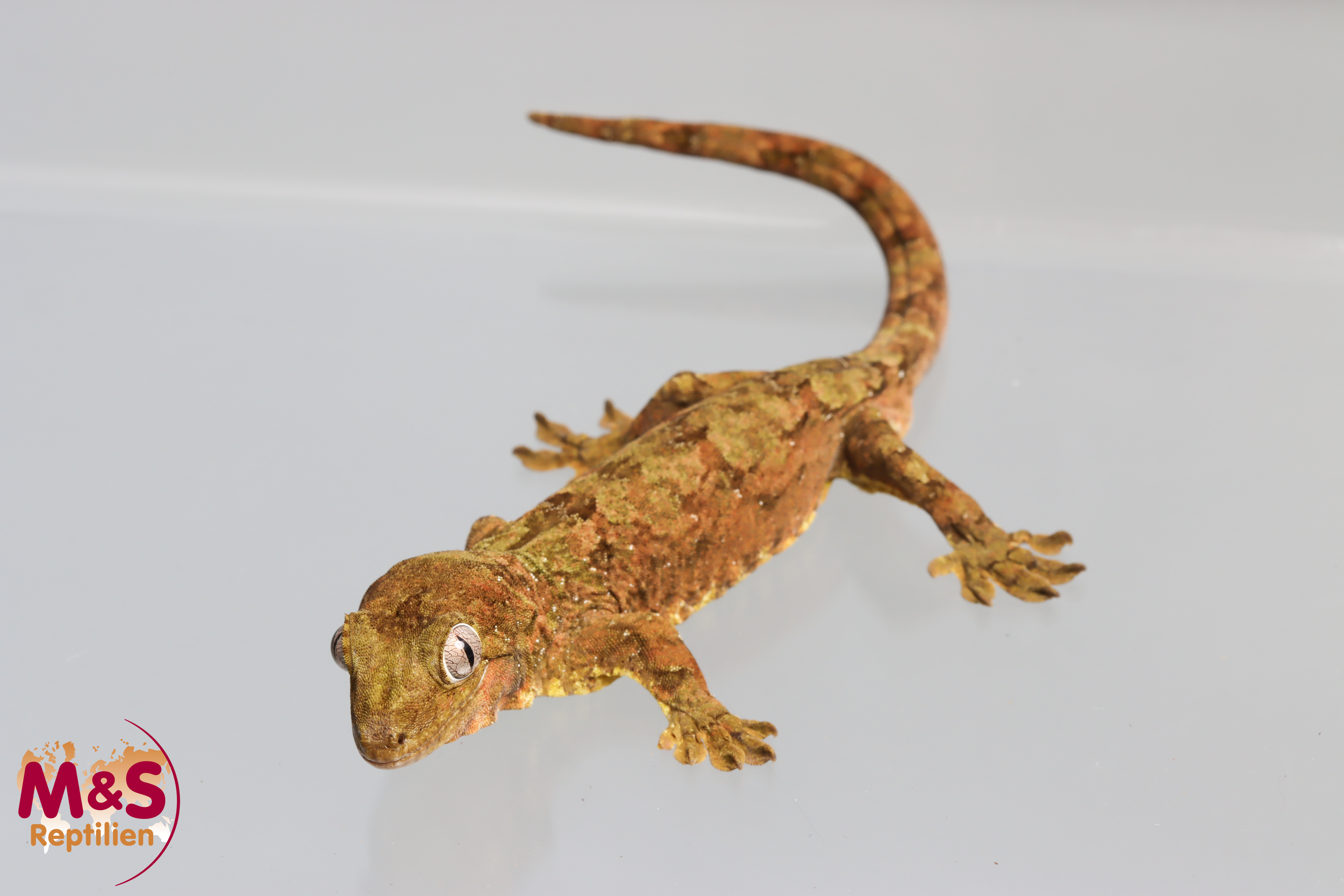 1.0 (Male)  -Jalu Nehoue- Flechtengecko NZ' 23 (adult) Mniarogekko jalu (Originalbild)