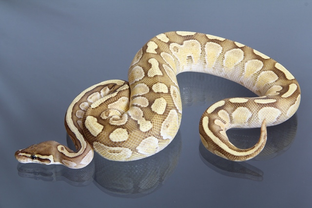 1.0 (Male) Fire - Lesser Königspython NZ´12 Python regius