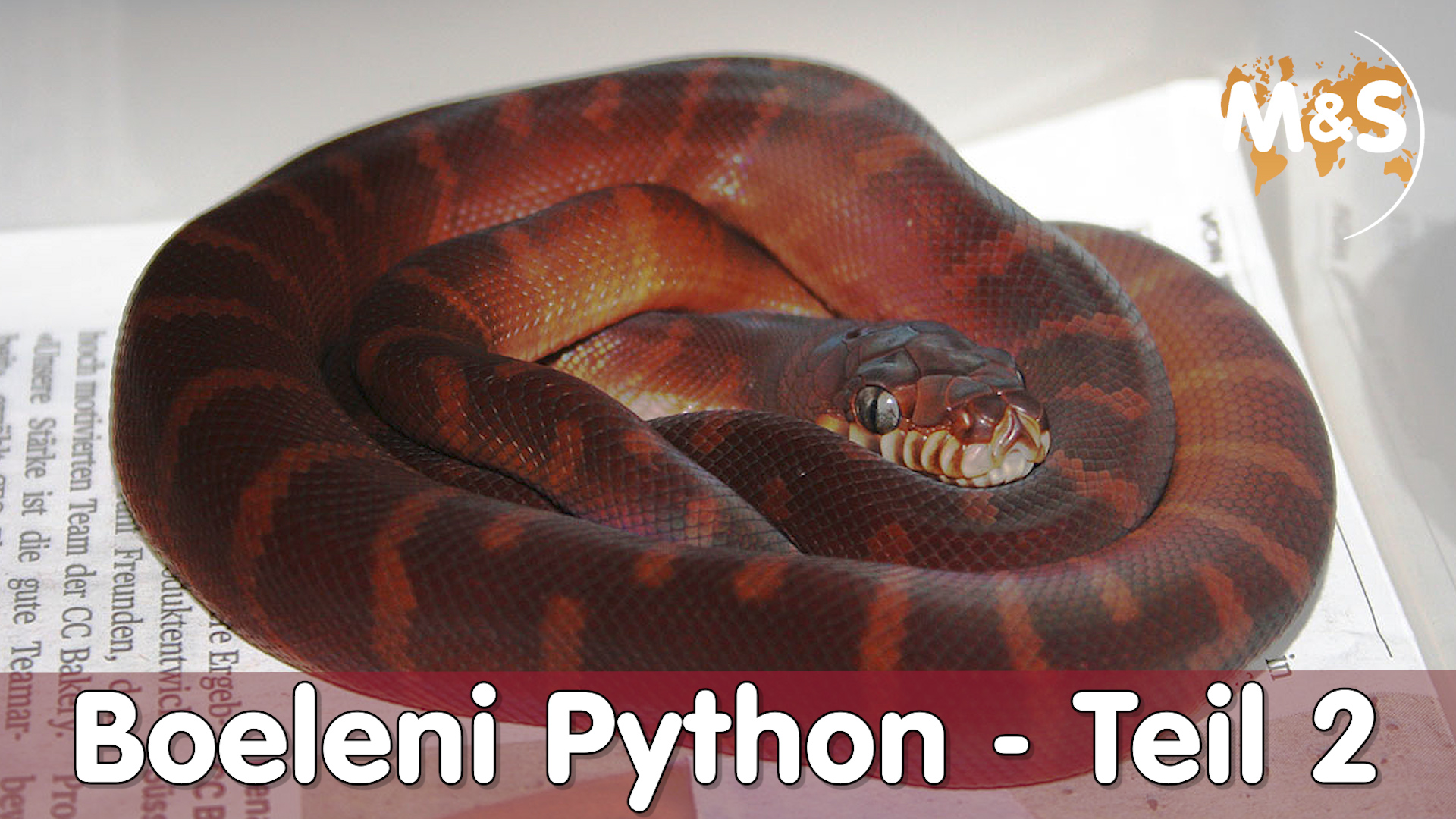 Schwarze Pythons vermehren sich in der Schweiz | Boeleni Python Teil 2
