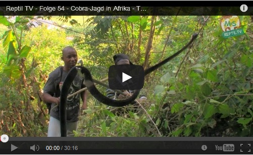 Folge 54 - Cobra-Jagd in Afrika Teil 1