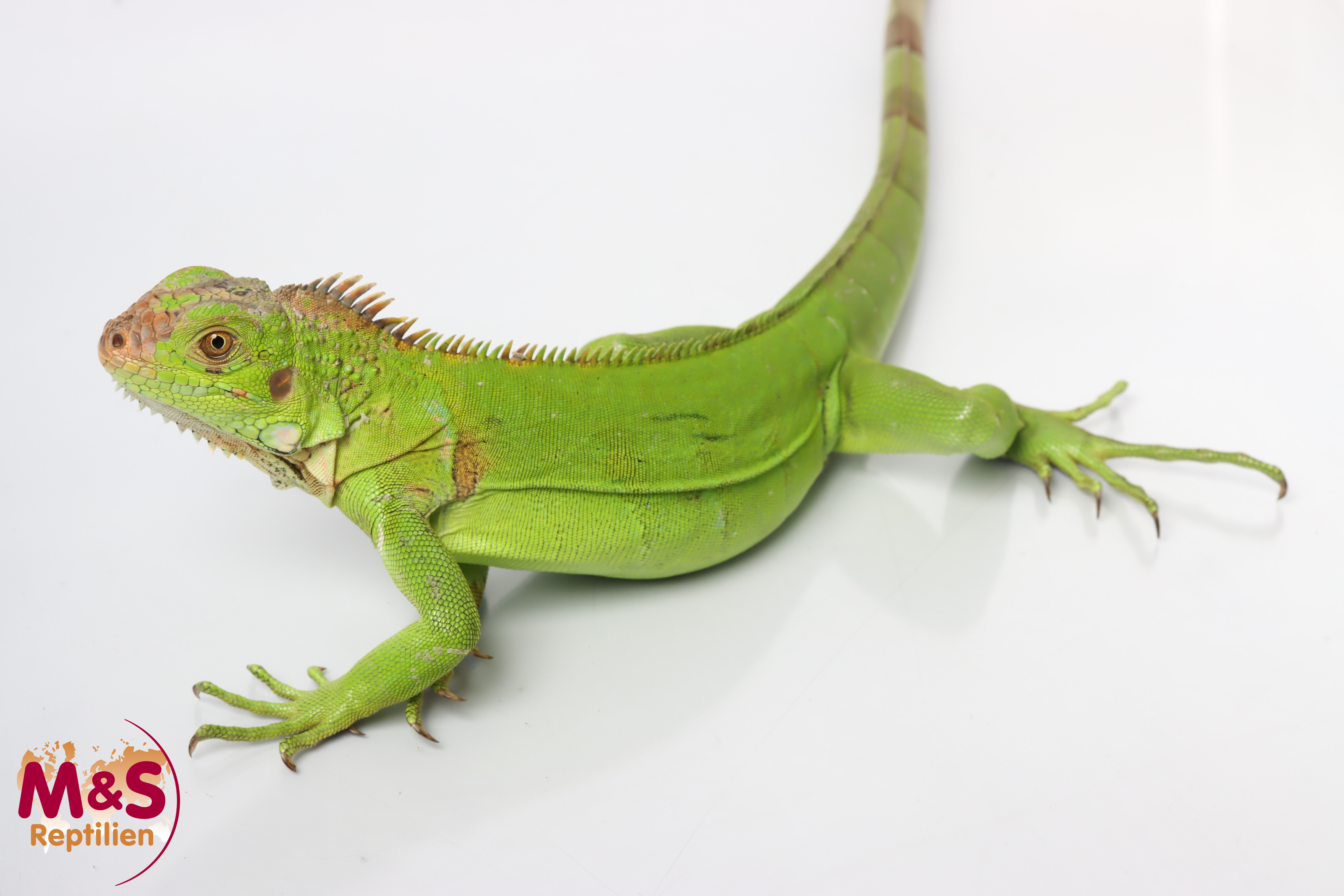 Saba-Schwarzleguan NZ´25 ( ca.45-60cm) Iguana iguana melanoderma