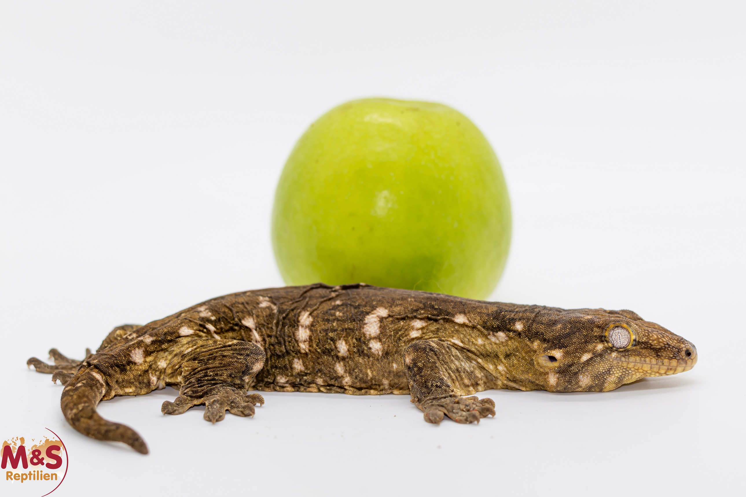1.0 (Male) Riesengecko -Friedel x Tröger Friedel (ca. 20 cm -subadult) NZ´M&S 24 R. leachianus (Originalbild)