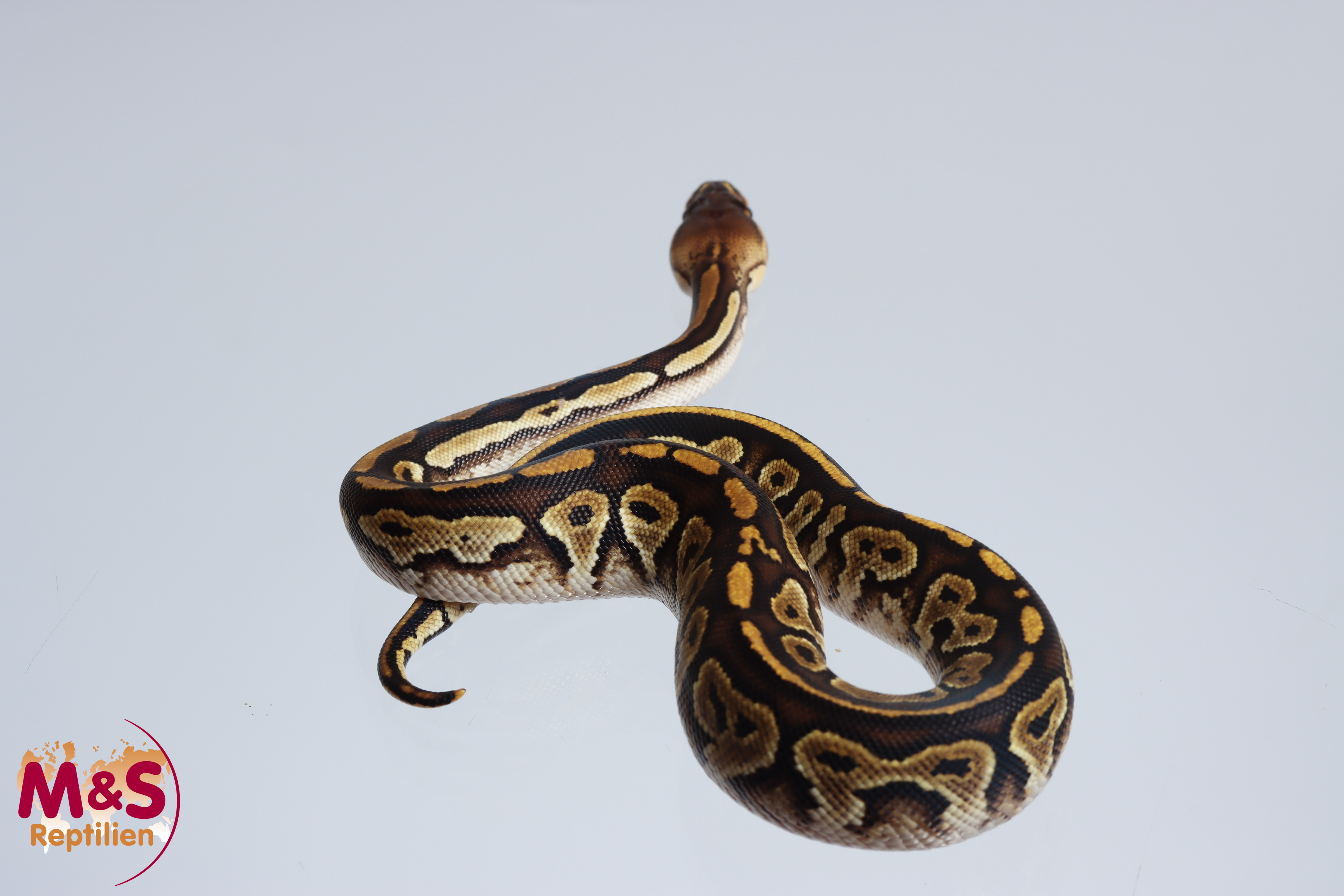 0.1 (Female) Bongo Königspython NZ´M&S´24 Python regius