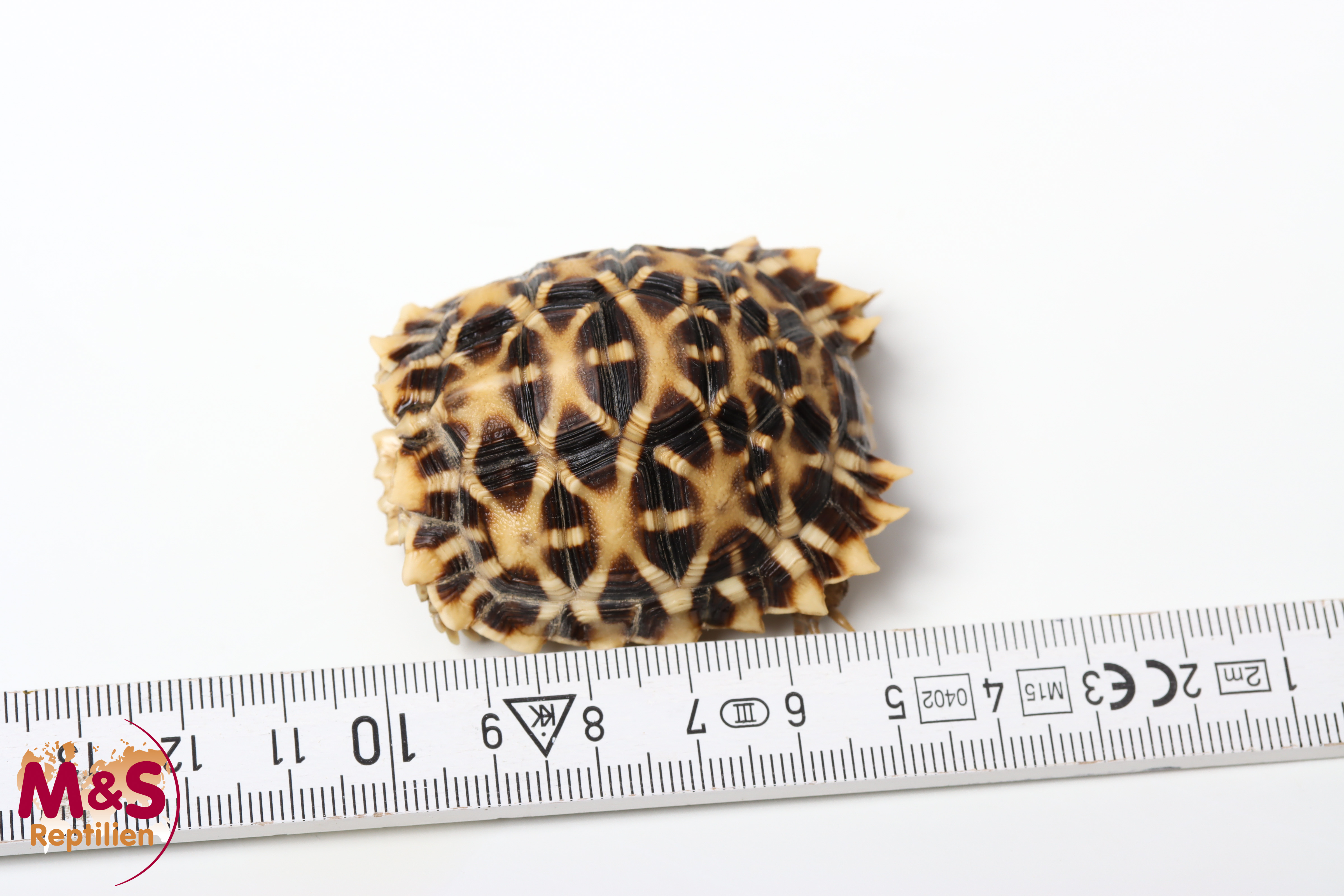Kalahari Stachelrand-Landschildkröte (ca. 5-6cm) NZ´25 Psammobates oculiferus (Originalbild)