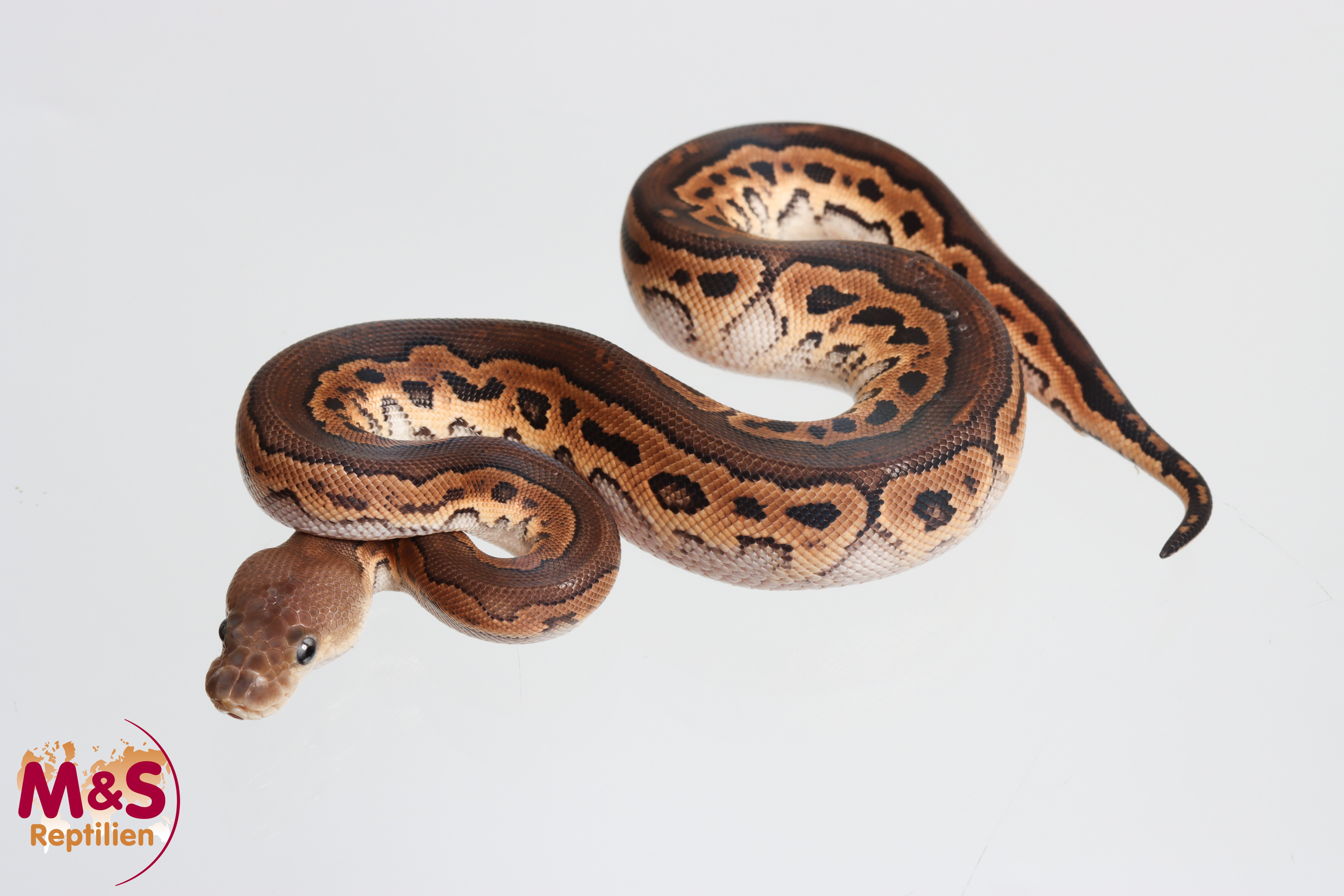 0.1 (Female) Clown - Cinnamon Königspython NZ´M&S´26 Python regius