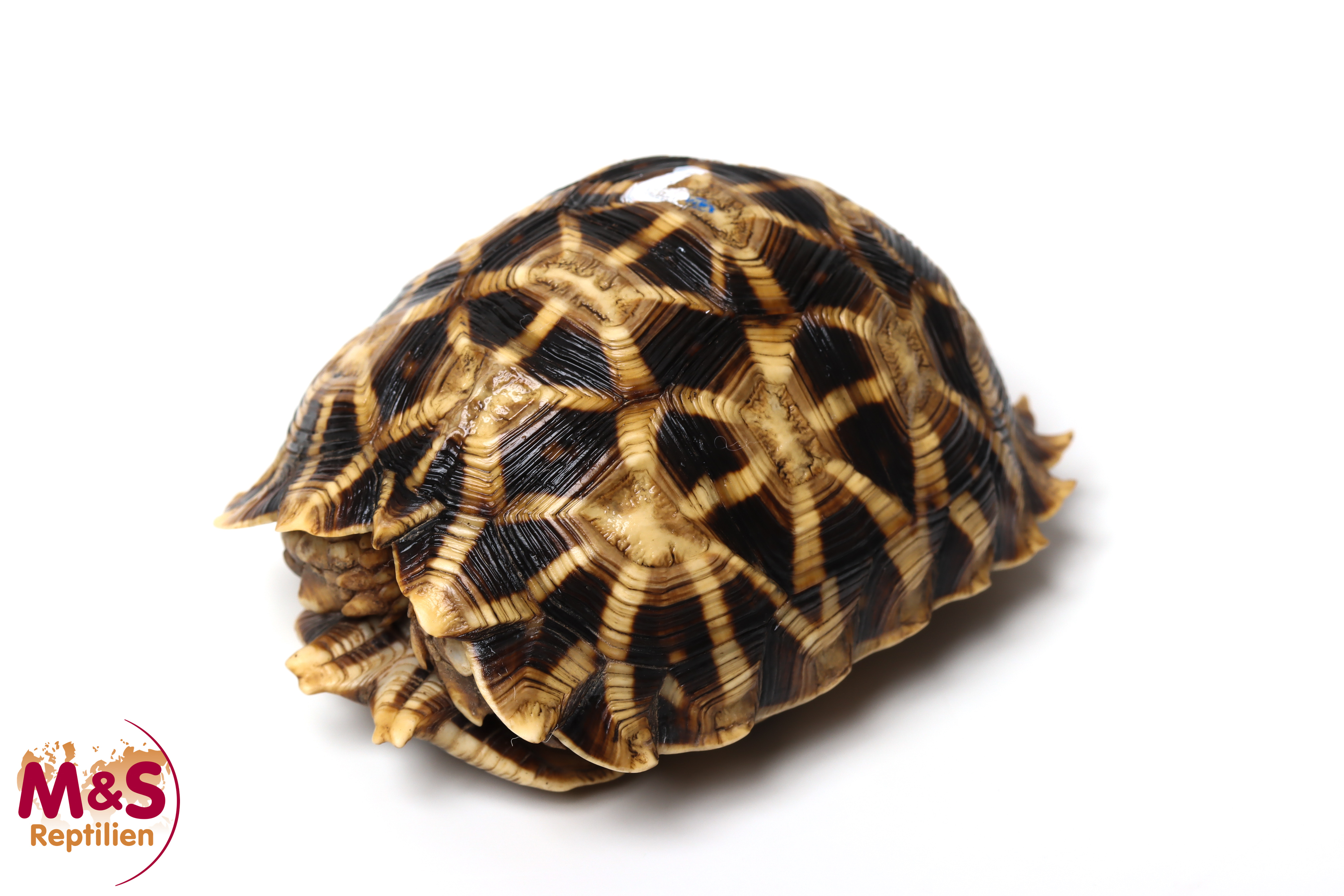 1.0 (Male) Kalahari Stachelrand-Landschildkröte (ca.8,5cm) NZ´2005 Psammobates oculiferus (Originalbild)