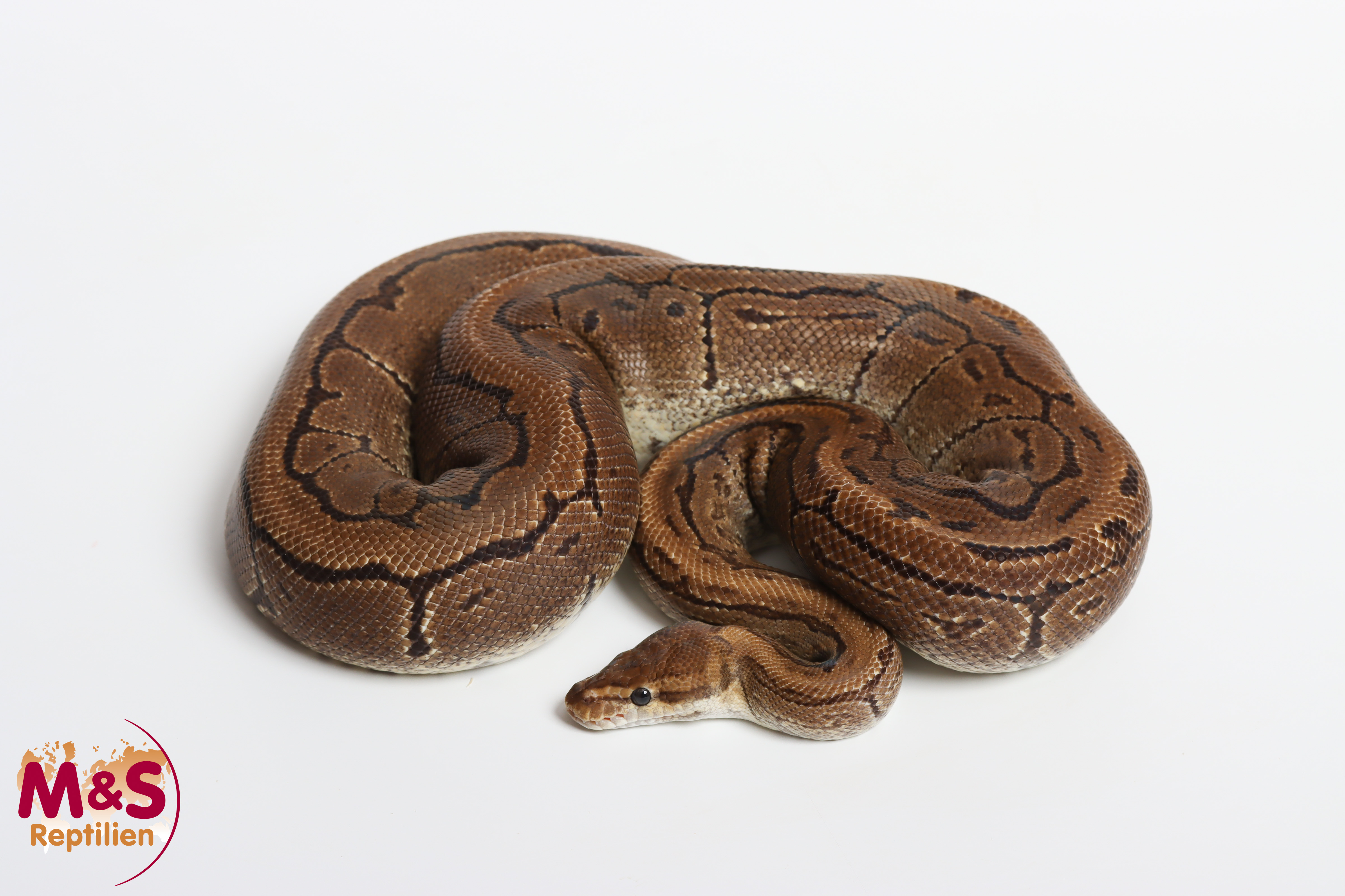 1.0 (Male) Pinstripe 50% poss. hetero Sunset  Königspython NZ´M&S´16 Python regius
