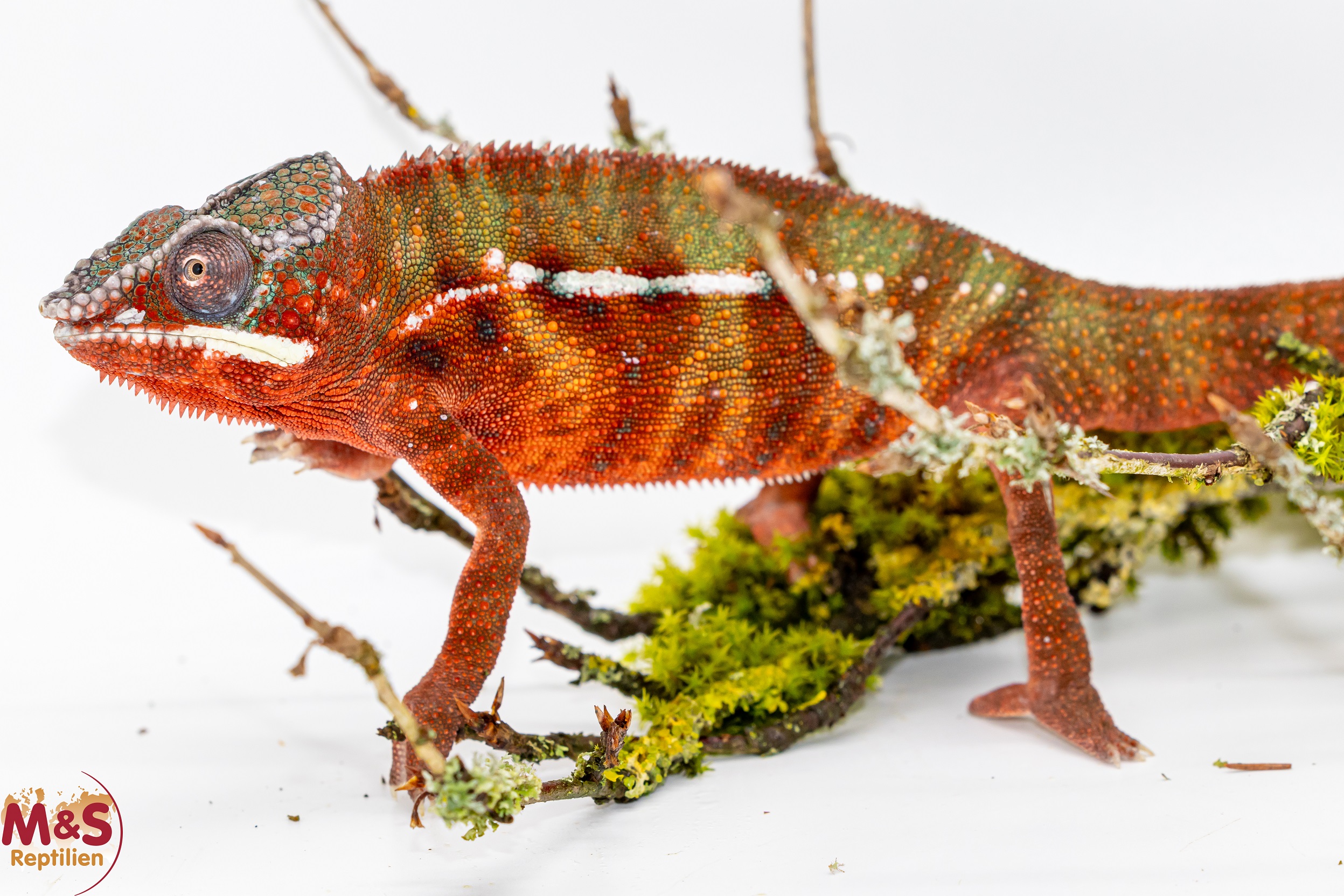 1.0 (Male) 'Ambilobe red' Pantherchamäleon NZ´25 (subadult) Furcifer pardalis (Originalbild)