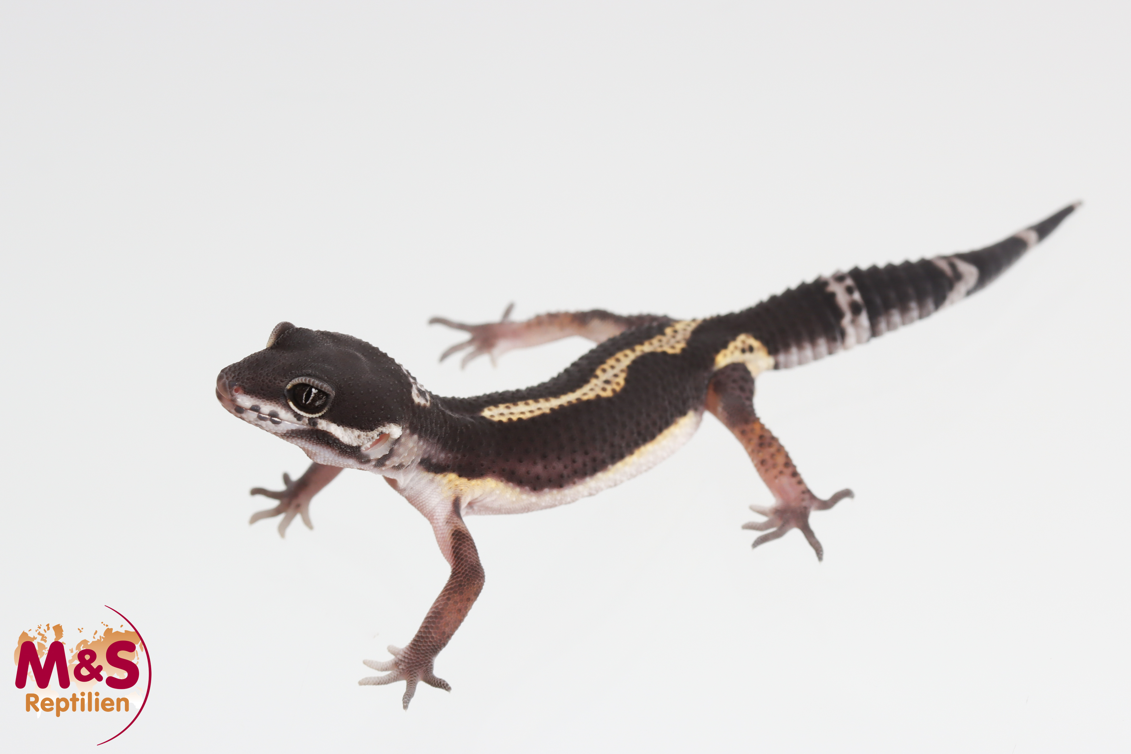 0.1 (Female) Black Night Leopardgecko NZ'25 (ca. 11 cm) E. macularius (Originalbild)