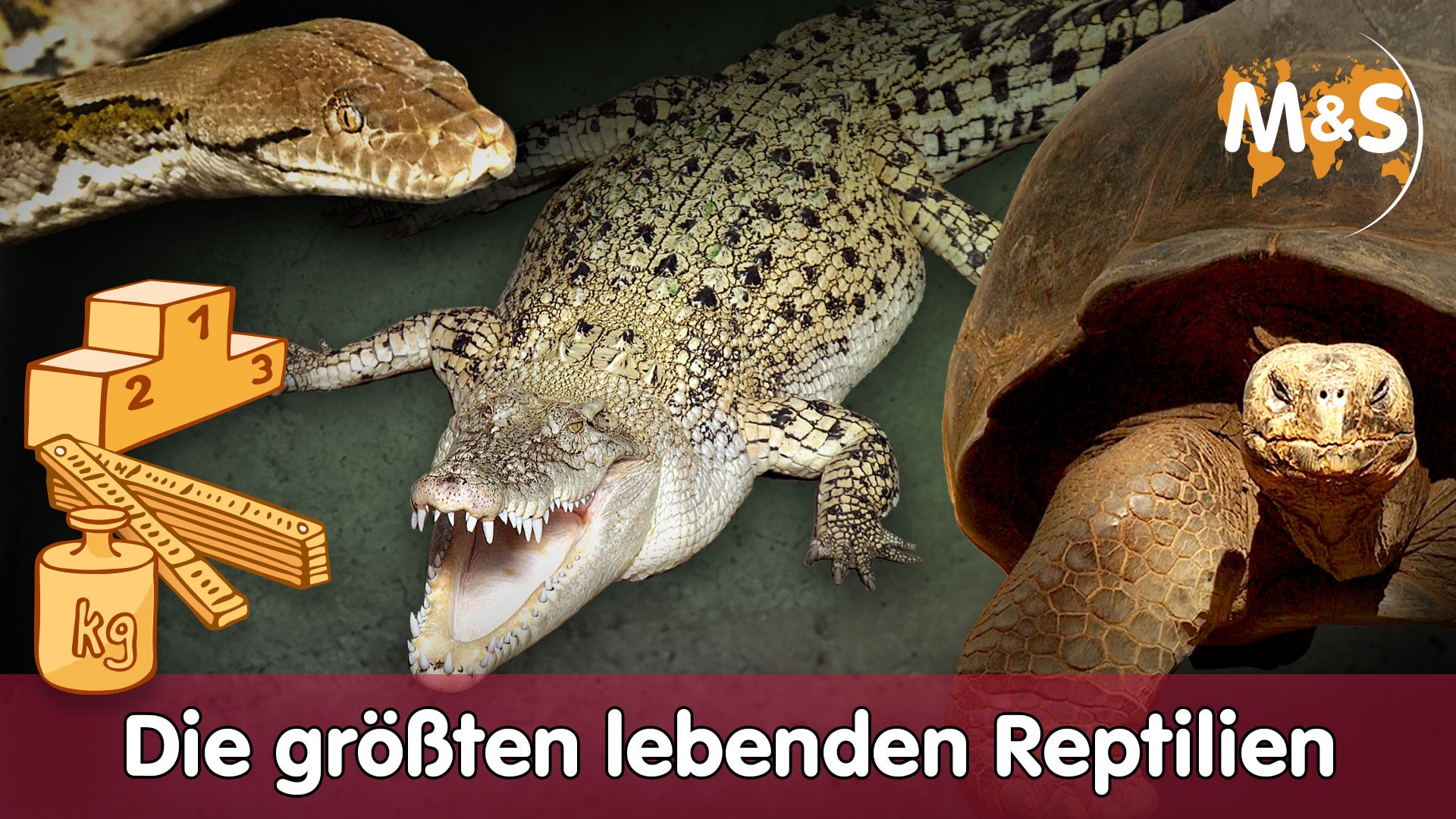 The most beautiful REPTILES in the WORLD