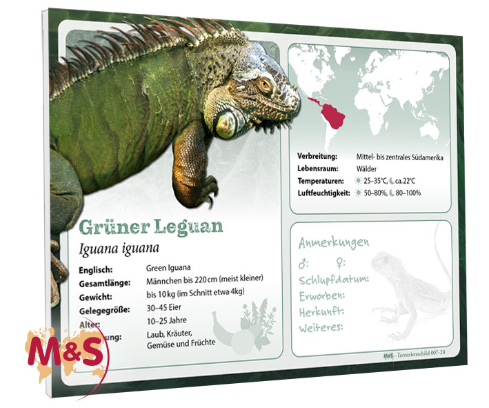Terrarienschild (Zooschild) Grüner Leguan, Iguana iguana