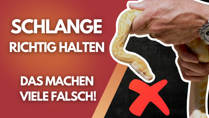 ? Schlangenhandling leicht gemacht – DAS musst du wissen! ⚠️ Anfängerfehler vermeiden!