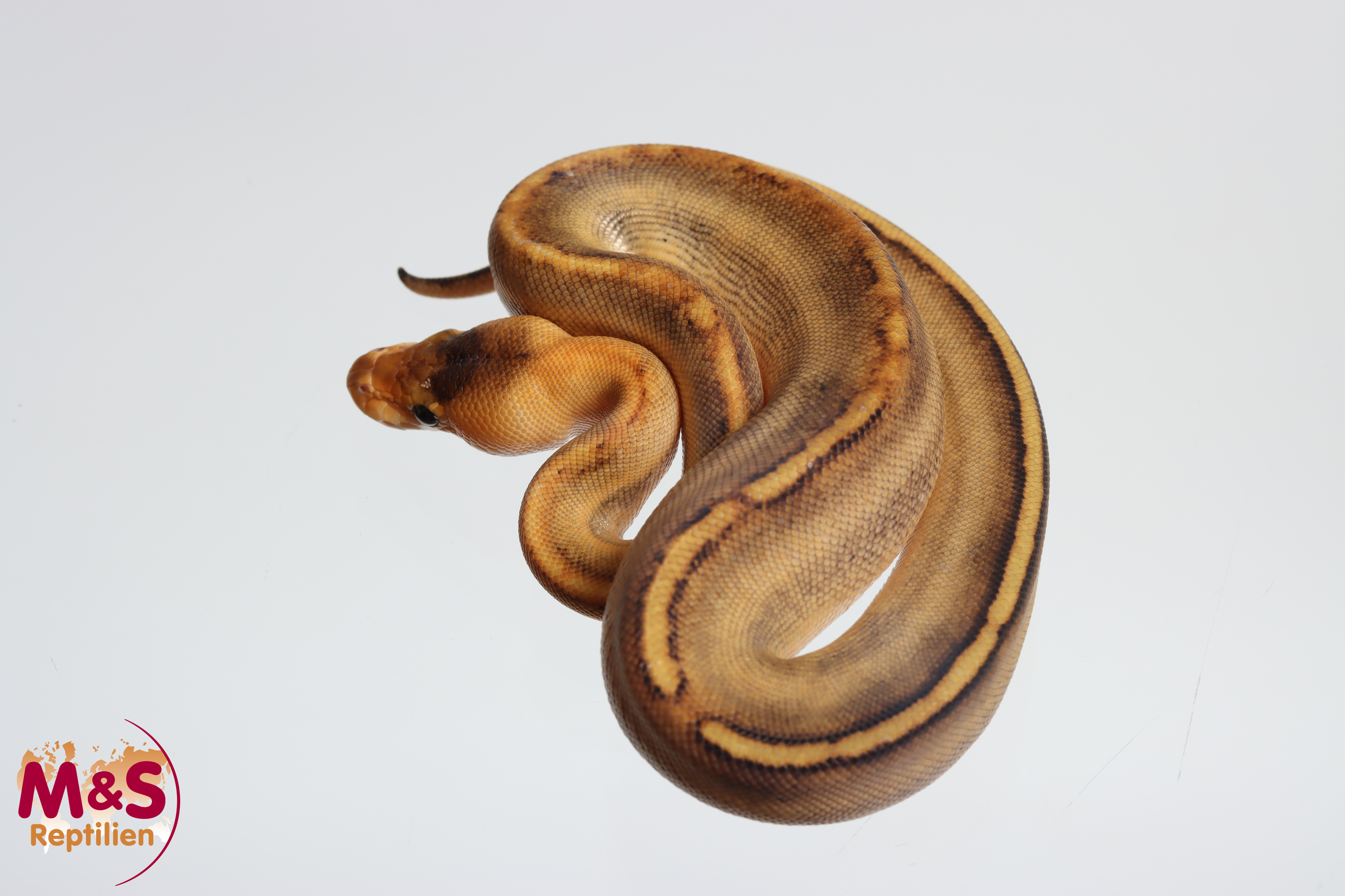 0.1 (Female) Champagne 100% hetero Gen.Stripe Königspython NZ´M&S´26 Python regius