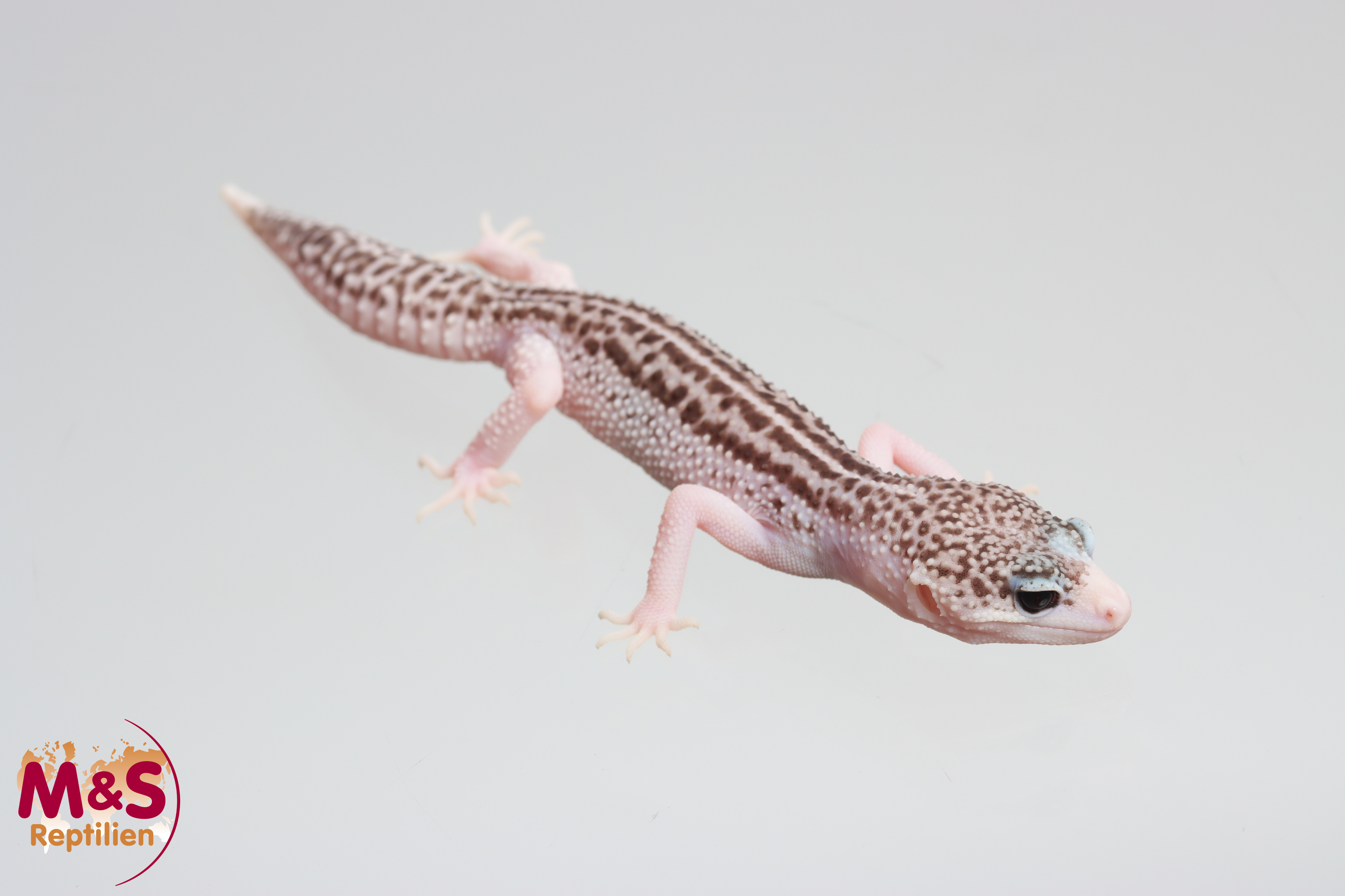 0.1 (Female) MSS Eclipse Panda Pied Line Leopardgecko NZ'25 (small) E. macularius (Originalbild)