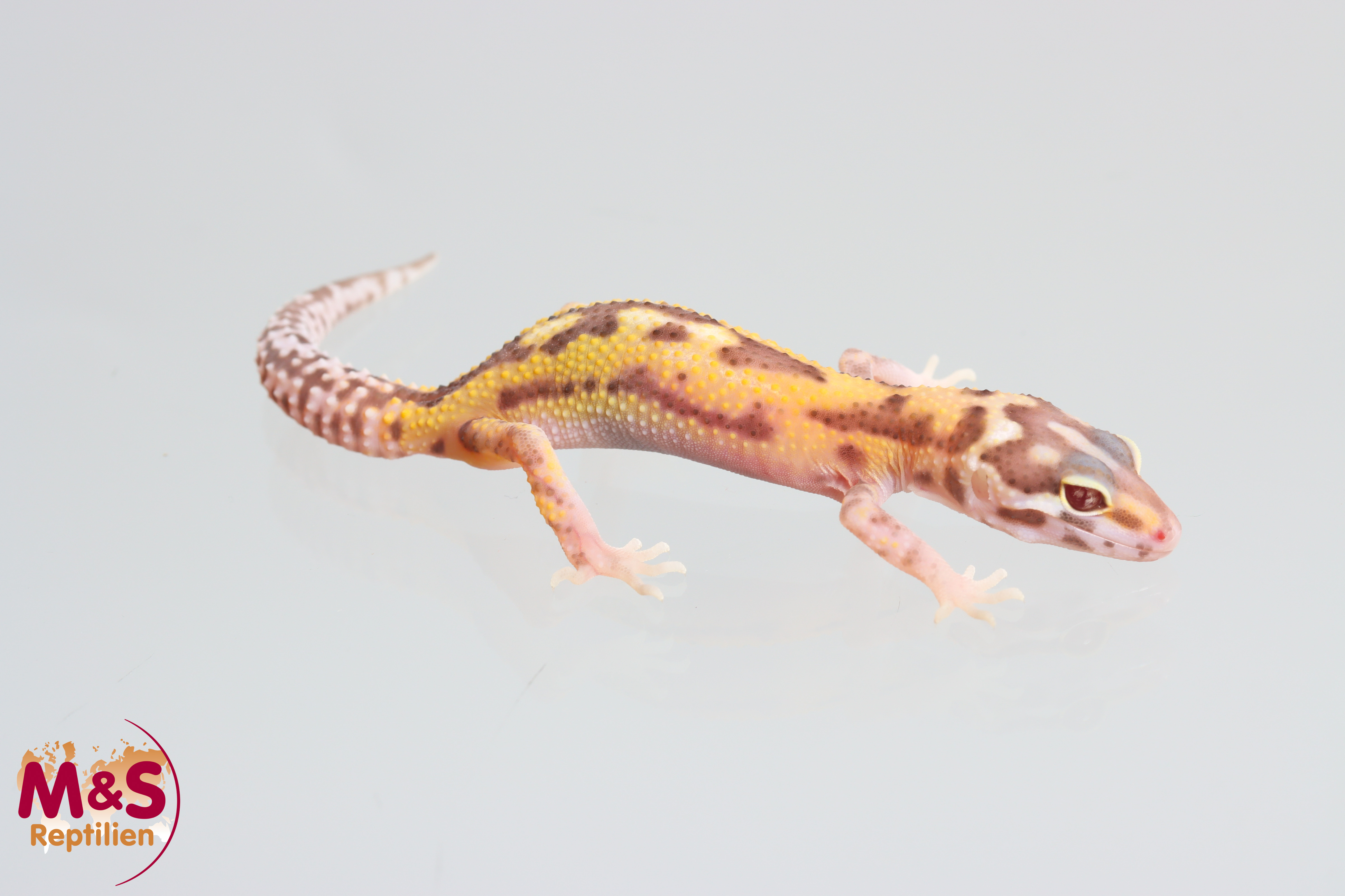 0.0.1 (auf Weibchen inkubiert) White + Yellow Radar Leopardgecko NZ'25 (small) E. macularius (Origin
