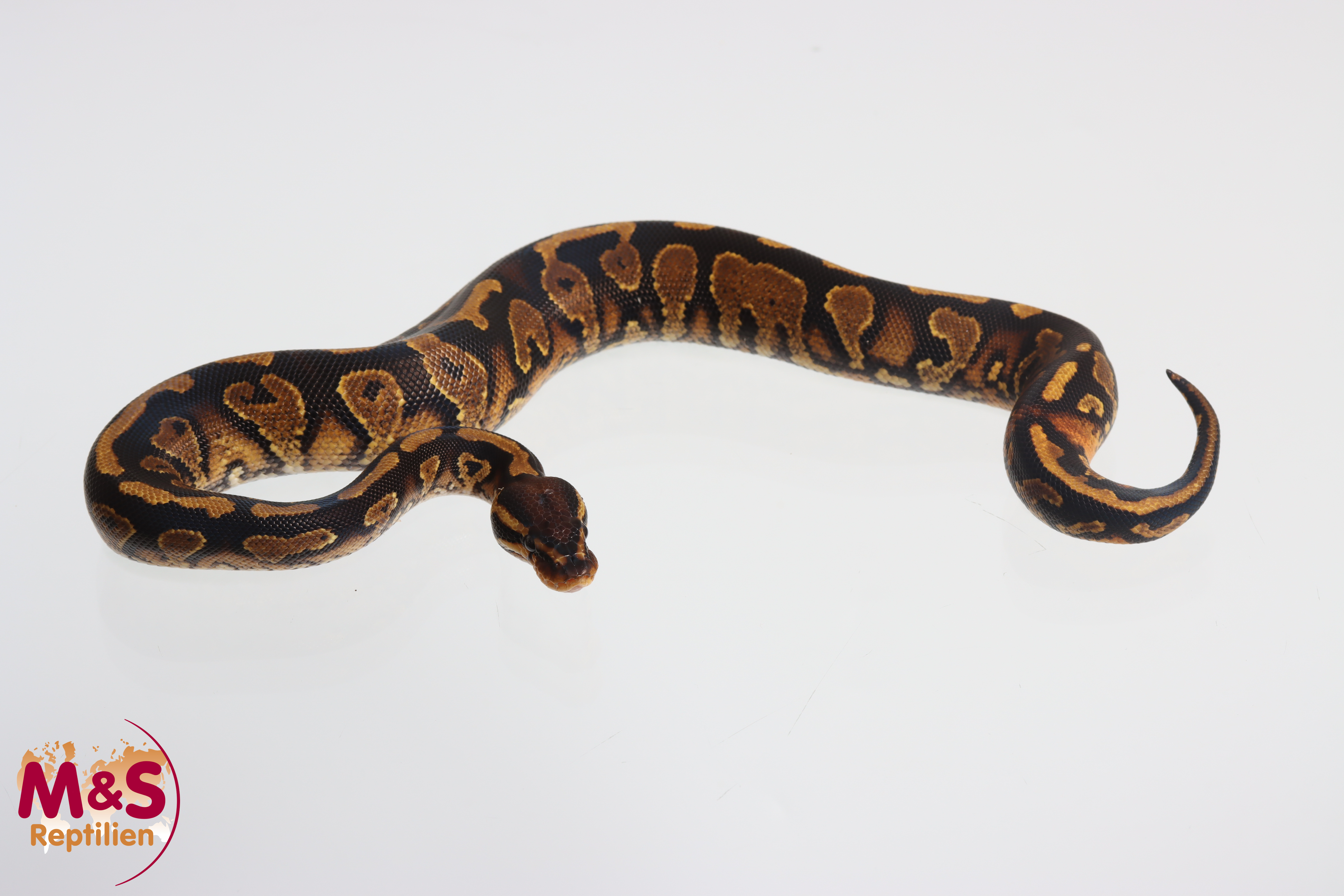 1.0 (Male) SAAR Spark 100 % hetero Piebald Königspython NZ'M&S'25 Python regius