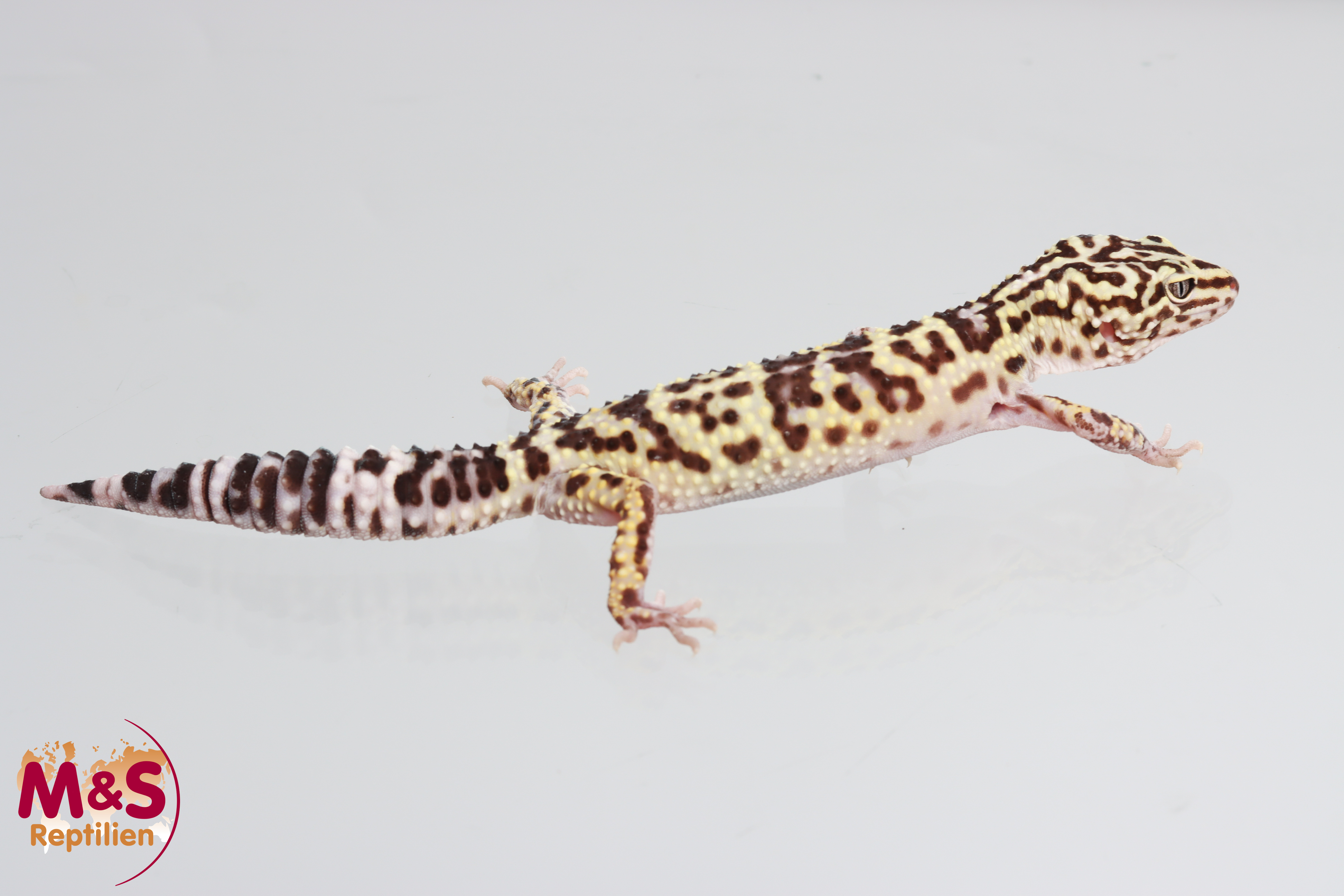 Iranischer Fettschwanzgecko NZ´24 (medium) Eublepharis angramainyu kermanshah (Symbolbild)