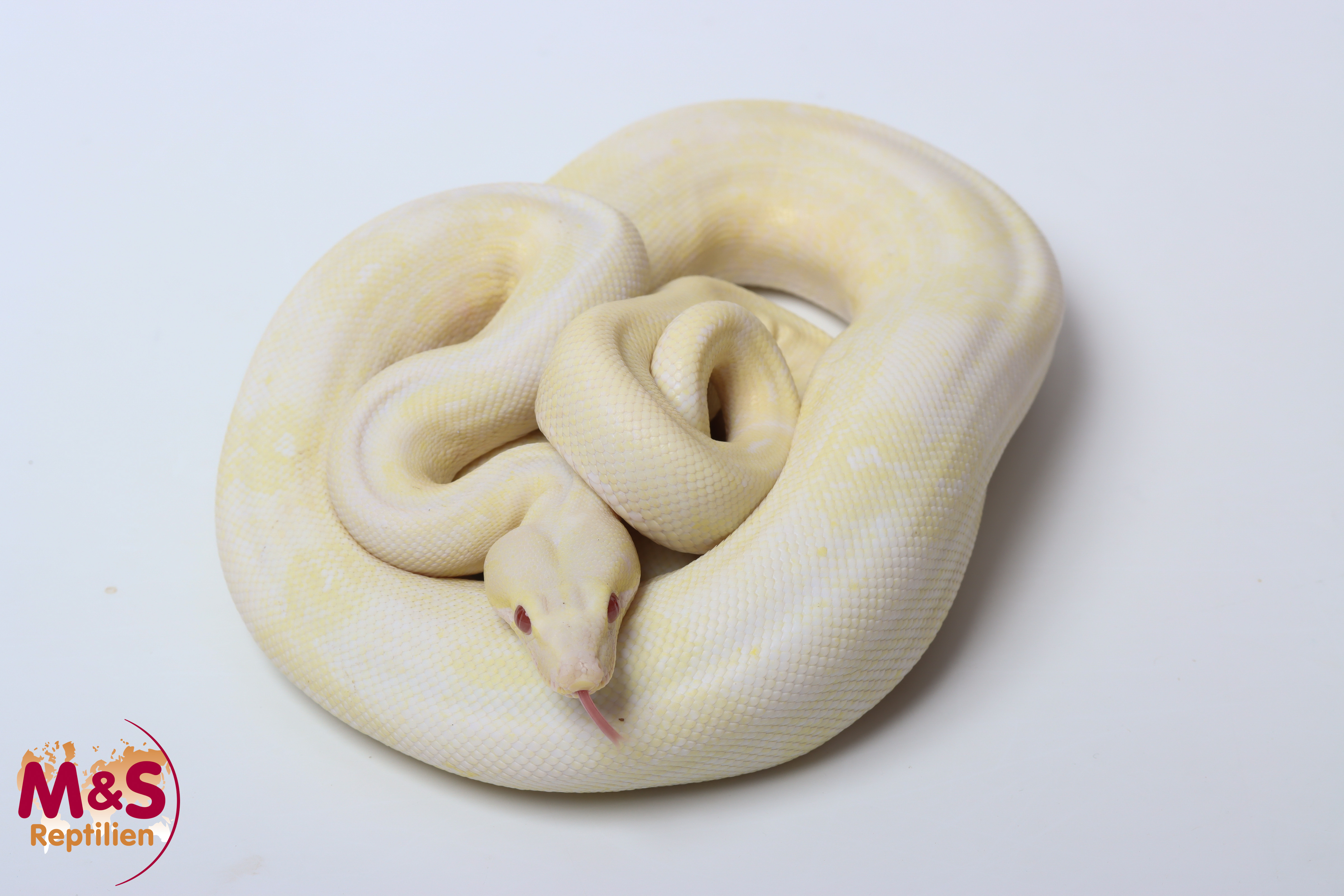 1.0 (Male) Snow Leopard NZ'24 (ca.100cm)  Boa c. imperator (Originalbild)