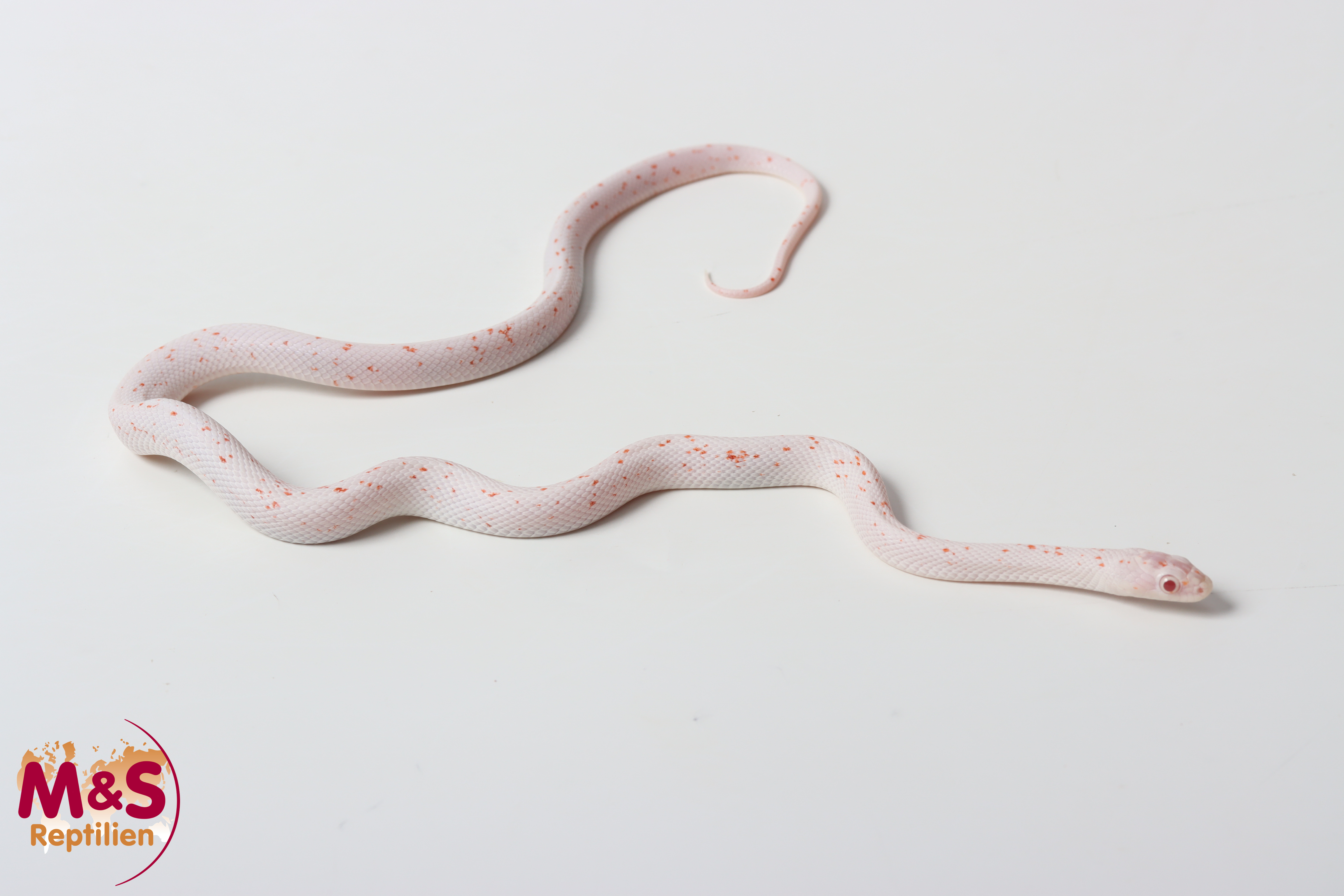 ''Flamingo'' Palmetto Kornnatter NZ´25 (ca.50 cm) Pantherophis guttatus