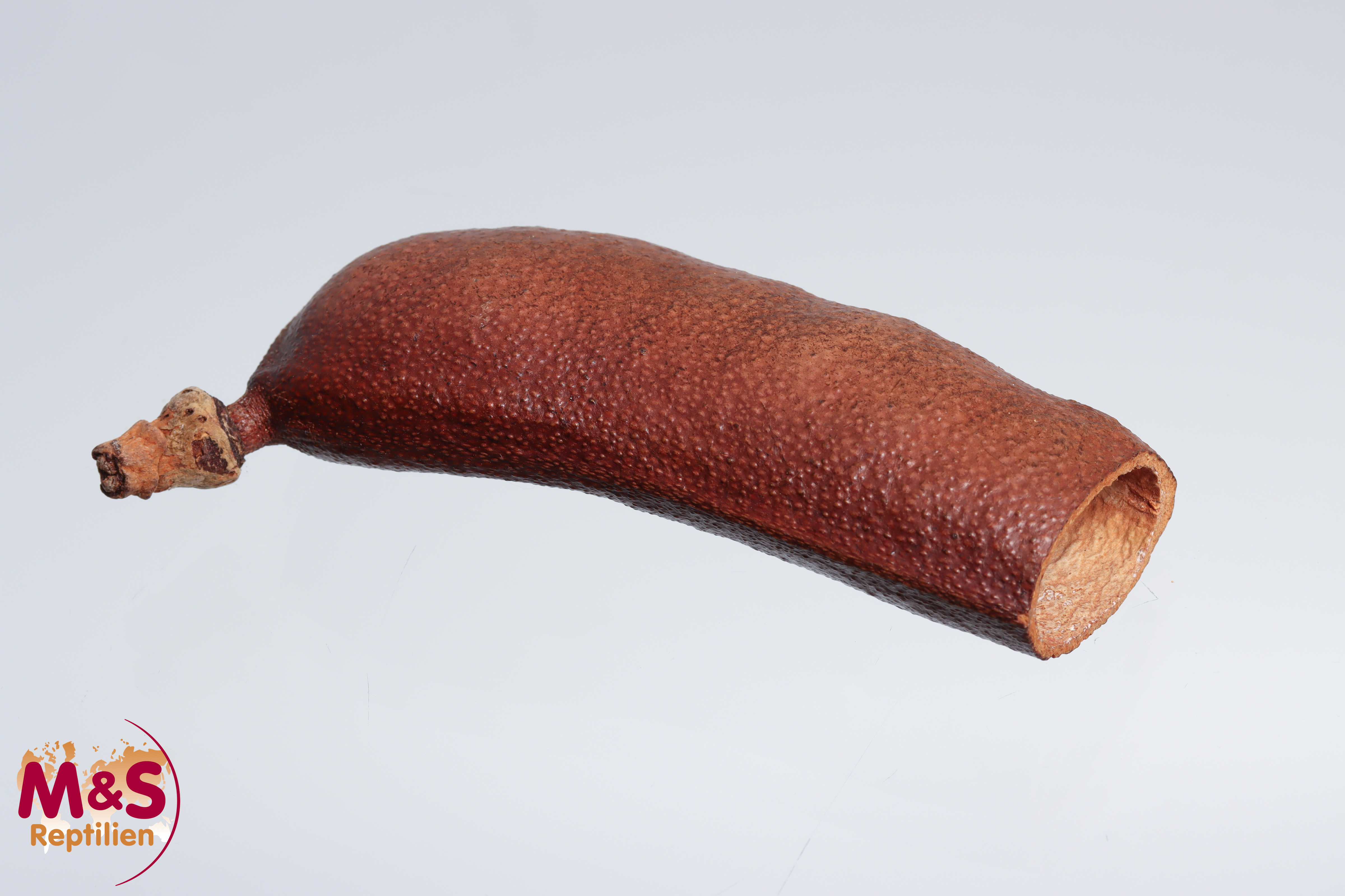 Johannisbaumschote ca. 9 cm Länge
