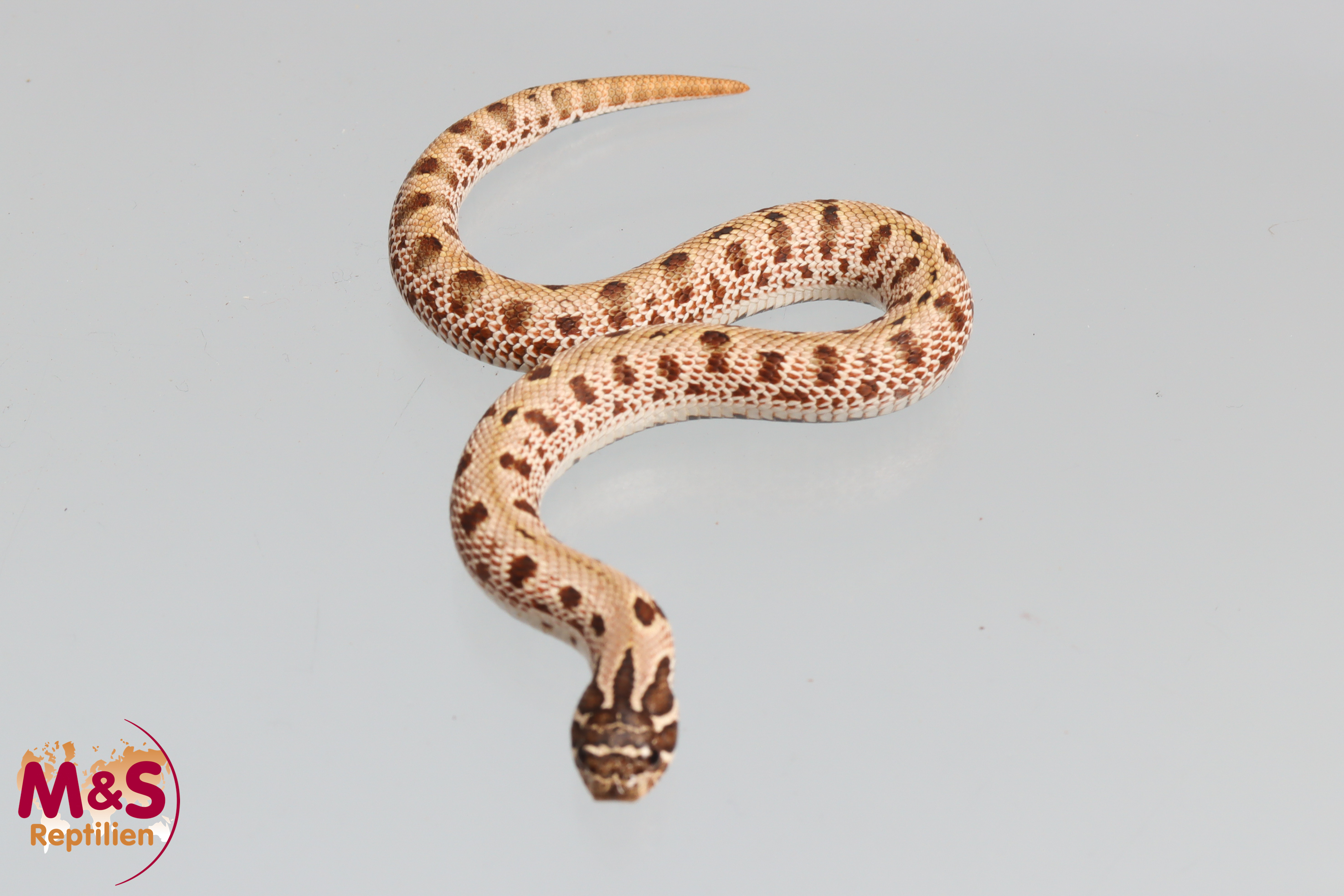 0.1 (Female) Conda Frosted Hakennasennatter NZ´26 (ca.15-20 cm) Heterodon nasicus