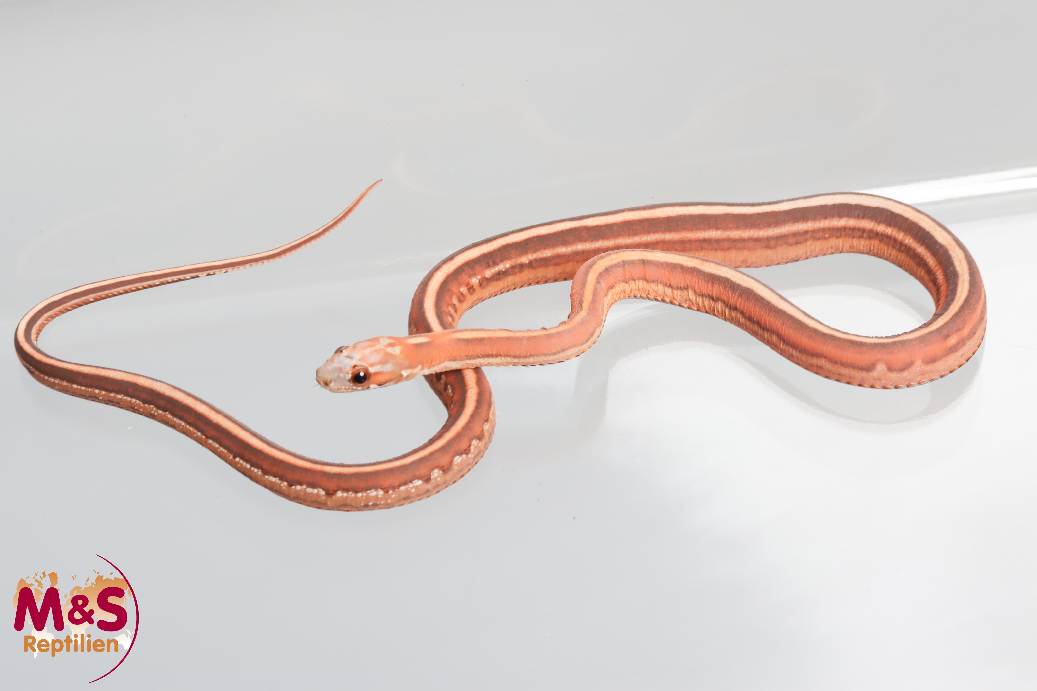 1.0 (Male) Tessera Scaleless Kornnatter NZ'25 ( ca. 30 cm) Pantherophis guttatus