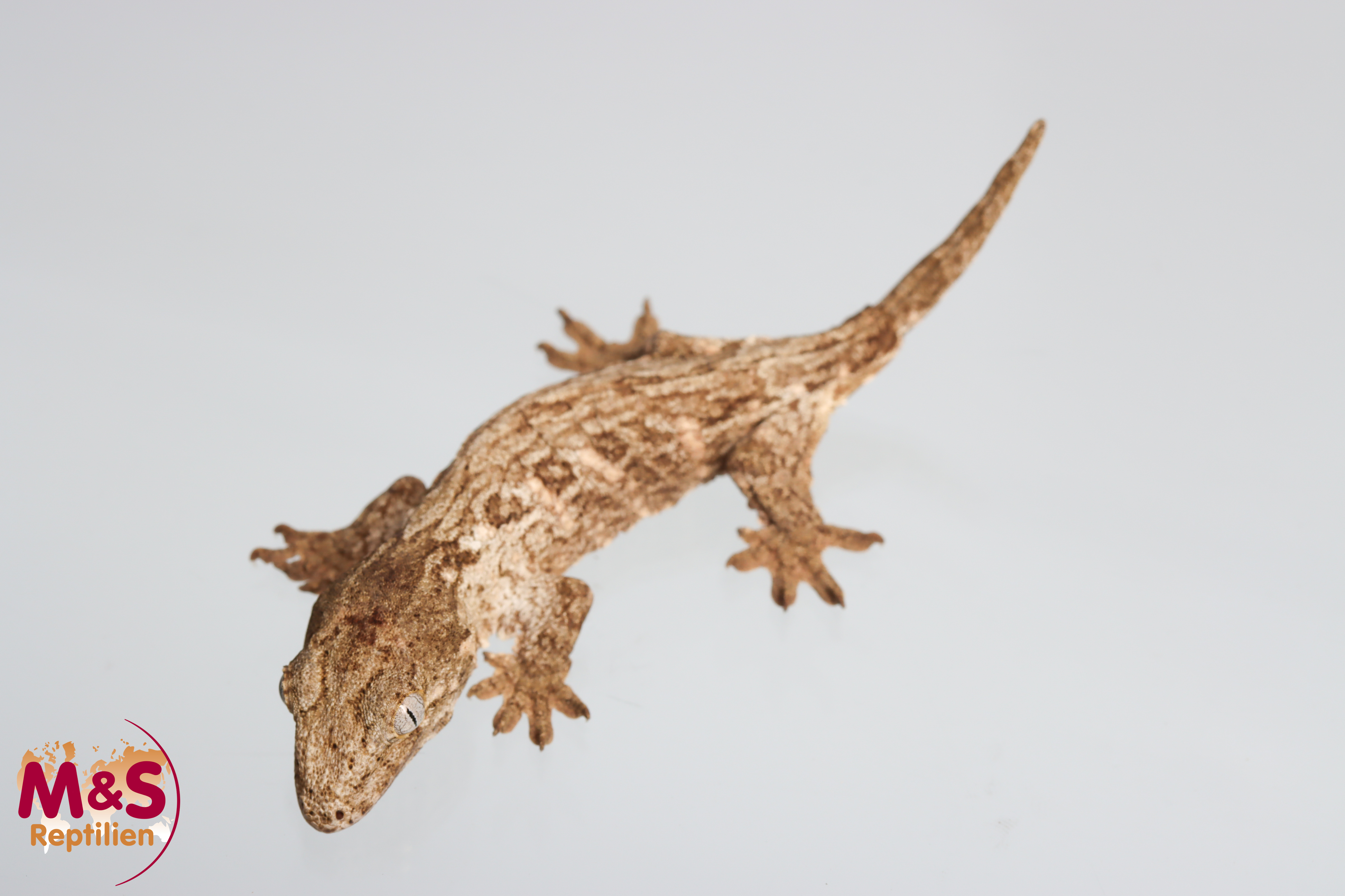 0.1 (Female) Riesengecko -Friedel x Tröger/Friedel (small-medium) NZ´M&S 25 R. leachianus (Originalbild)