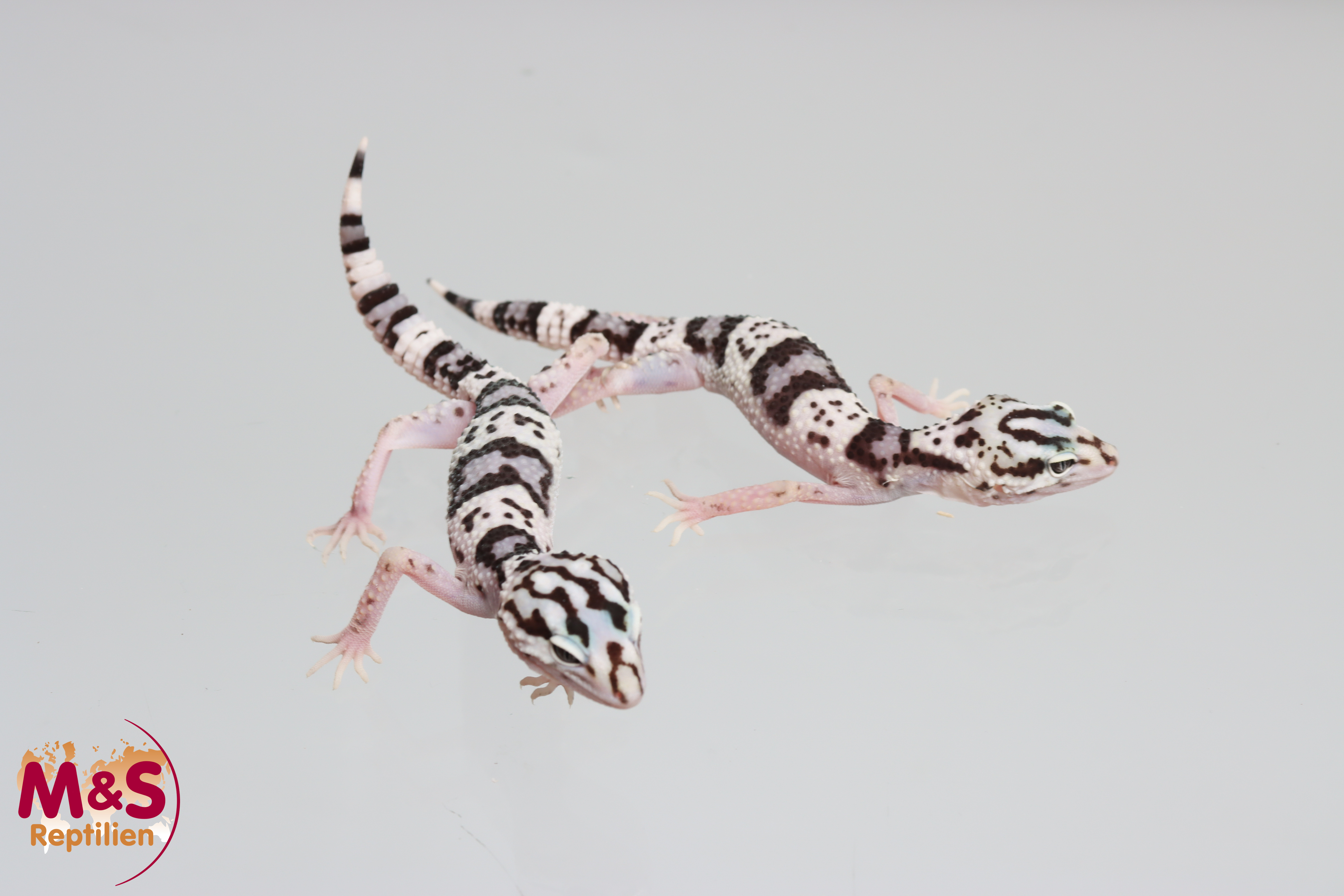 0.1 (Female) Iranischer Fettschwanzgecko NZ´25 (small) Eublepharis angramainyu kermanshah