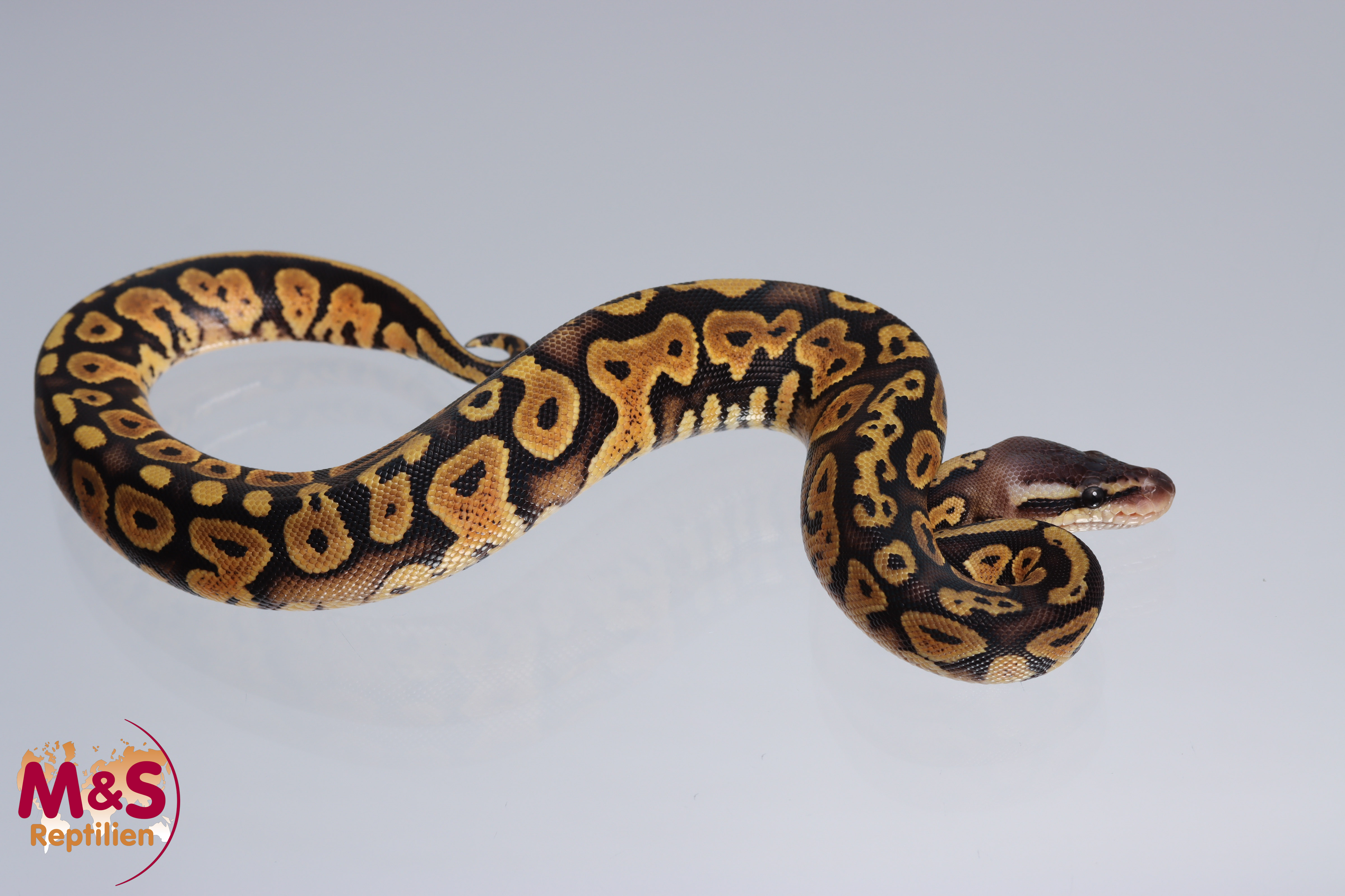 0.1 (Female) Copper - Pastel Königspython DNZ´22 Python regius