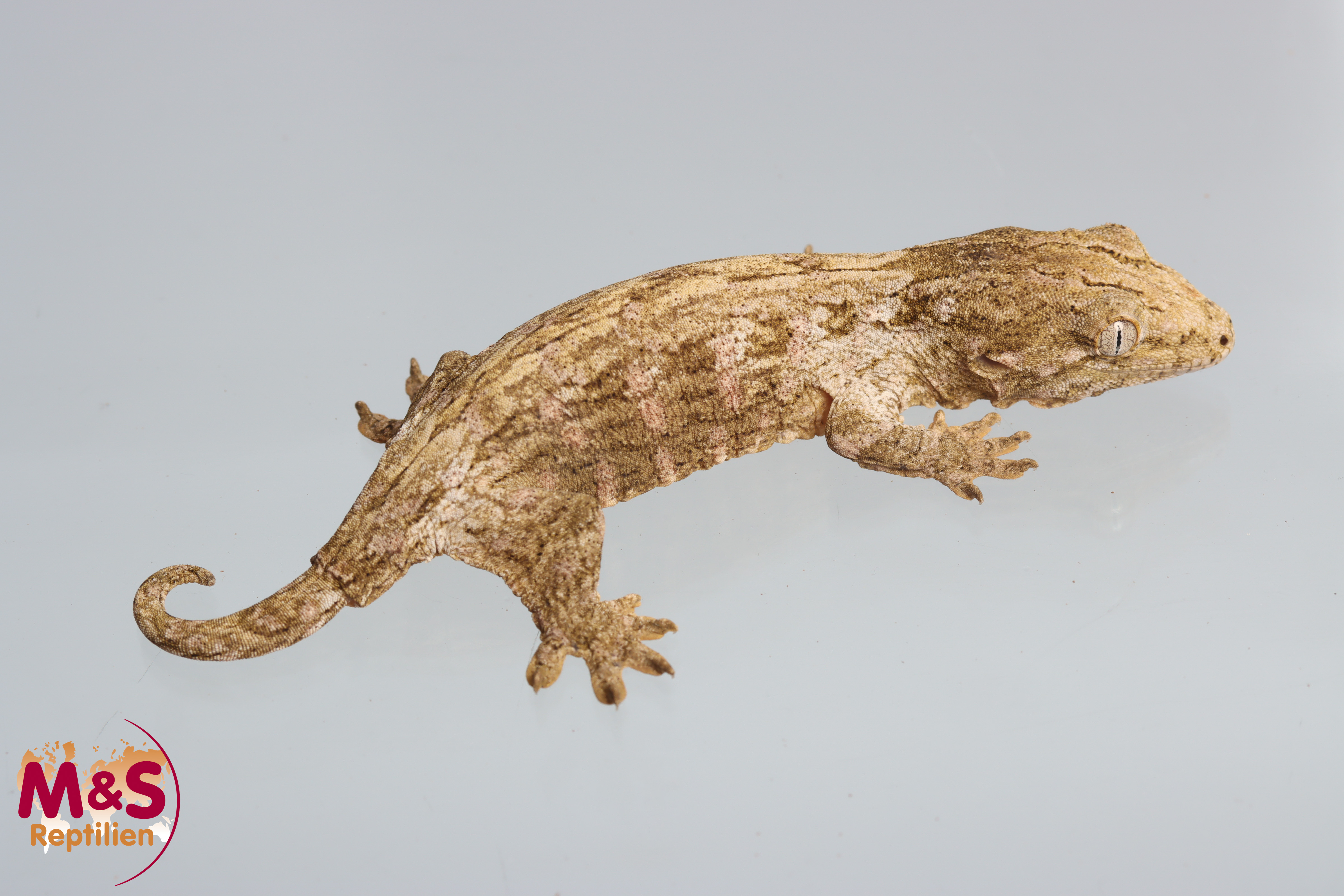 1.0 (Male) Riesengecko -Friedel x Friedel (small) NZ´M&S 25 Rhaco. leachianus (Originalbild)